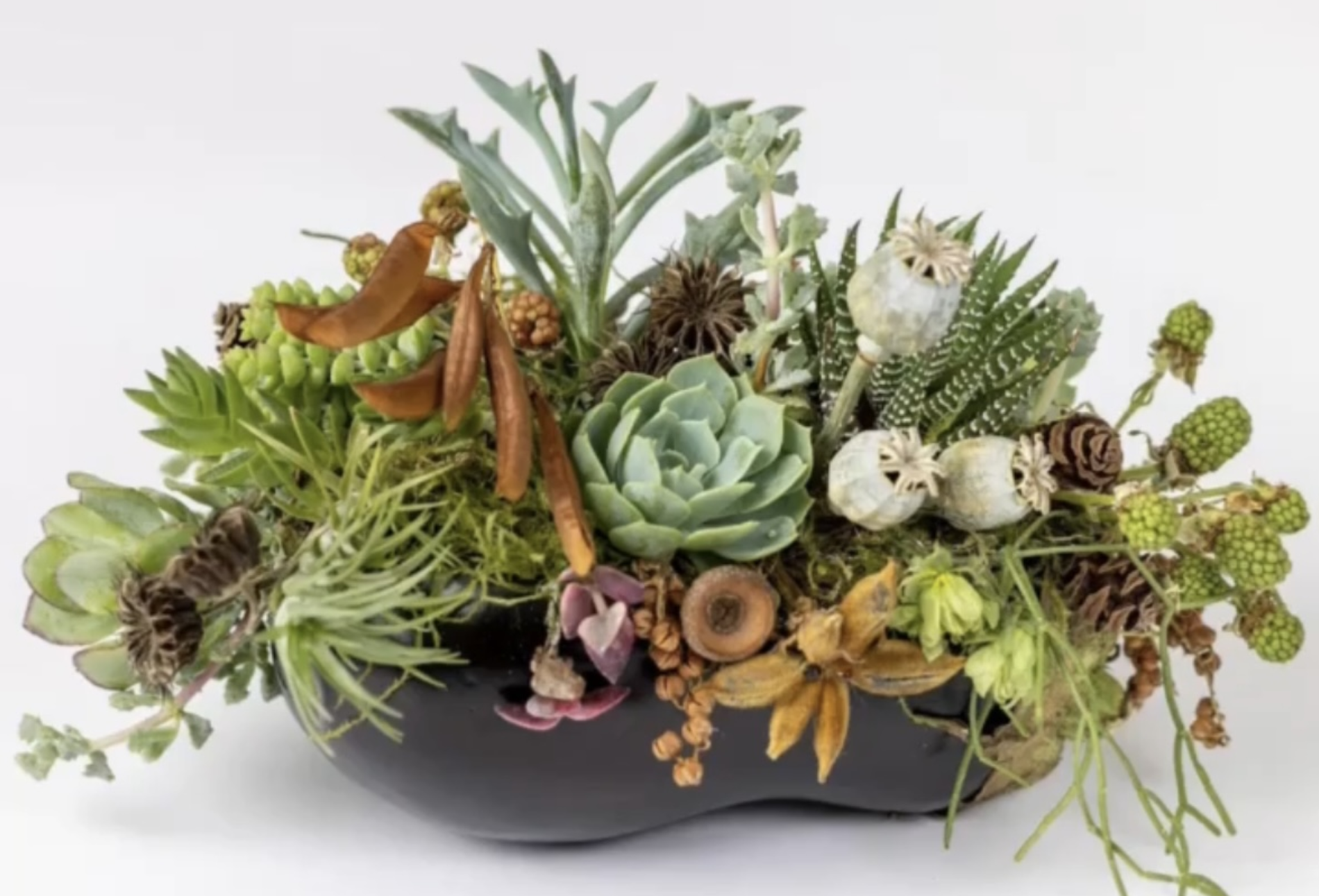 eggplant botanical design