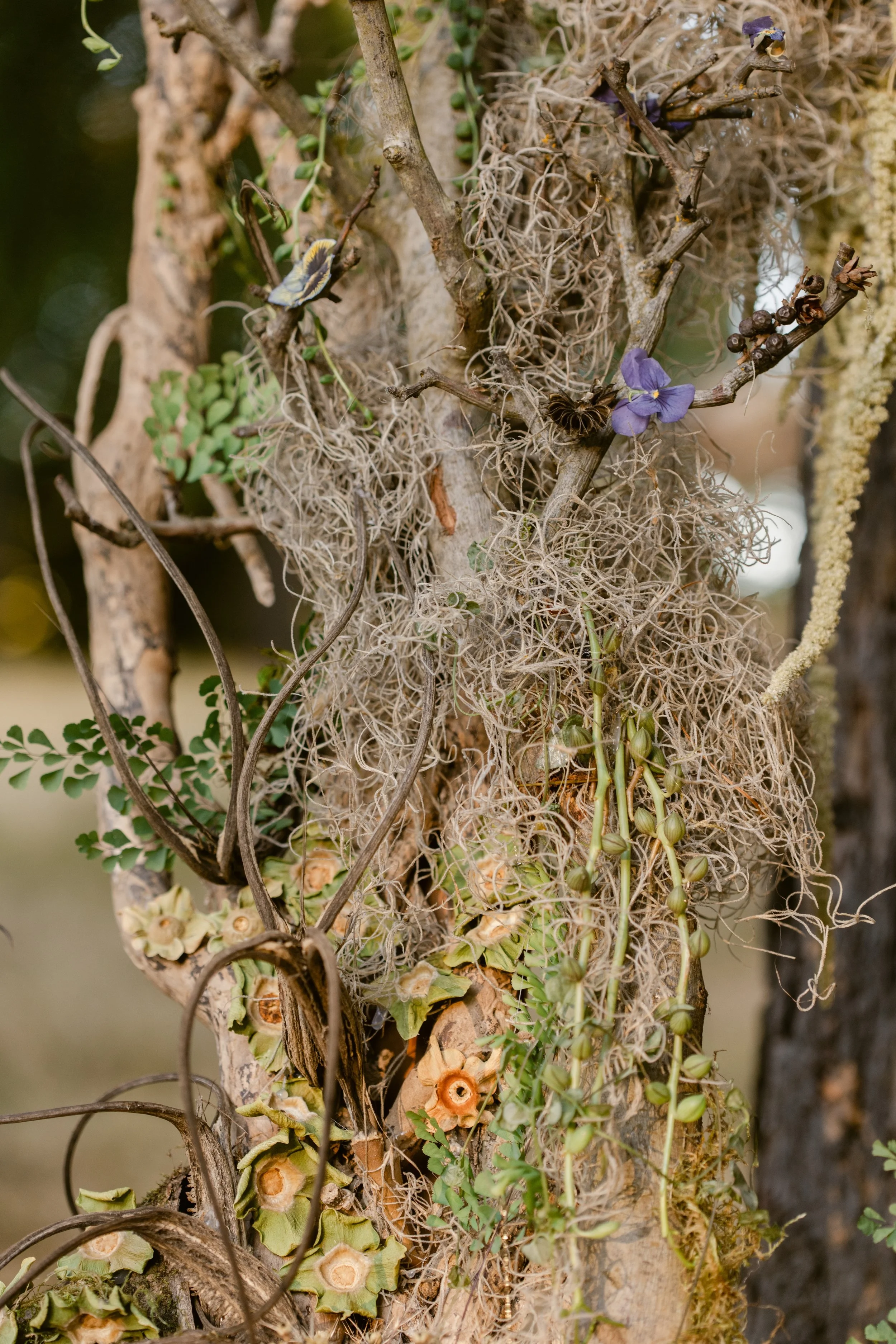 Francoise Weeks botanical design woodland design 151