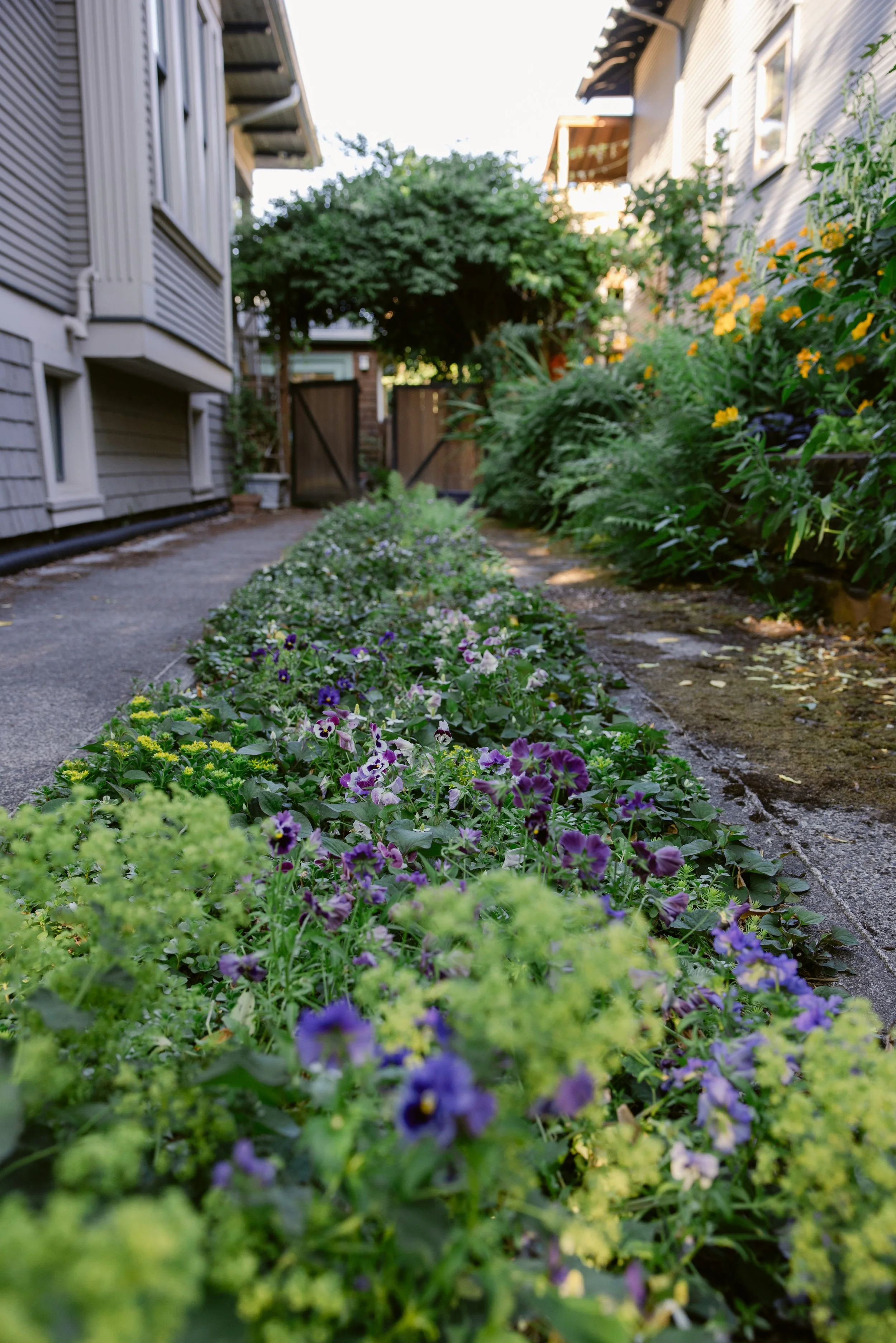 A narrow garden pathway lined with colorful purple and yellow flowers, bordered by green foliage on both sides, with a wooden gate at the end and residential houses overhead.