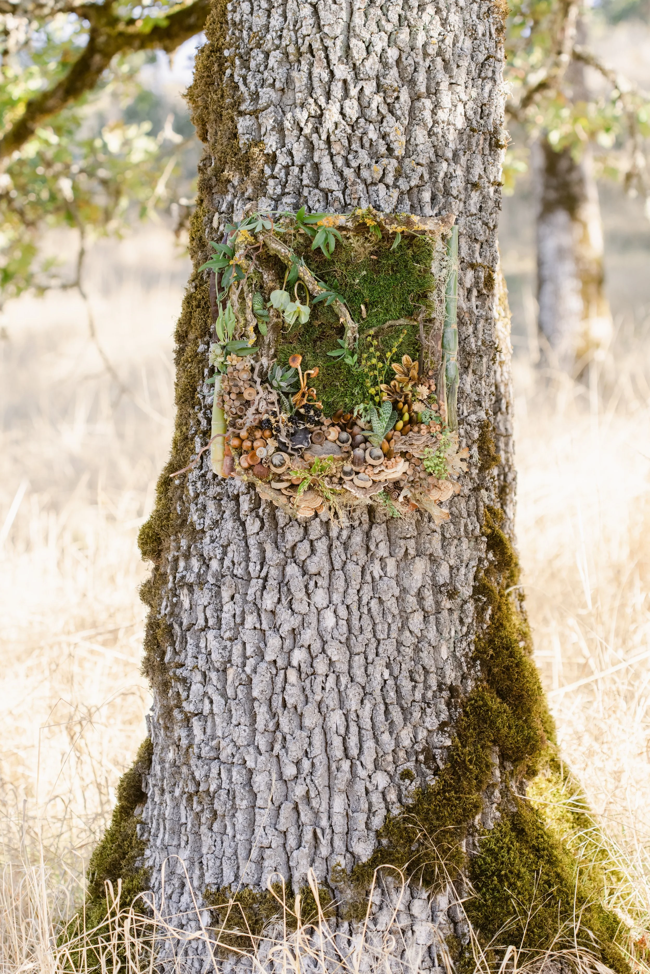 Francoise Weeks botanical design woodland design 13