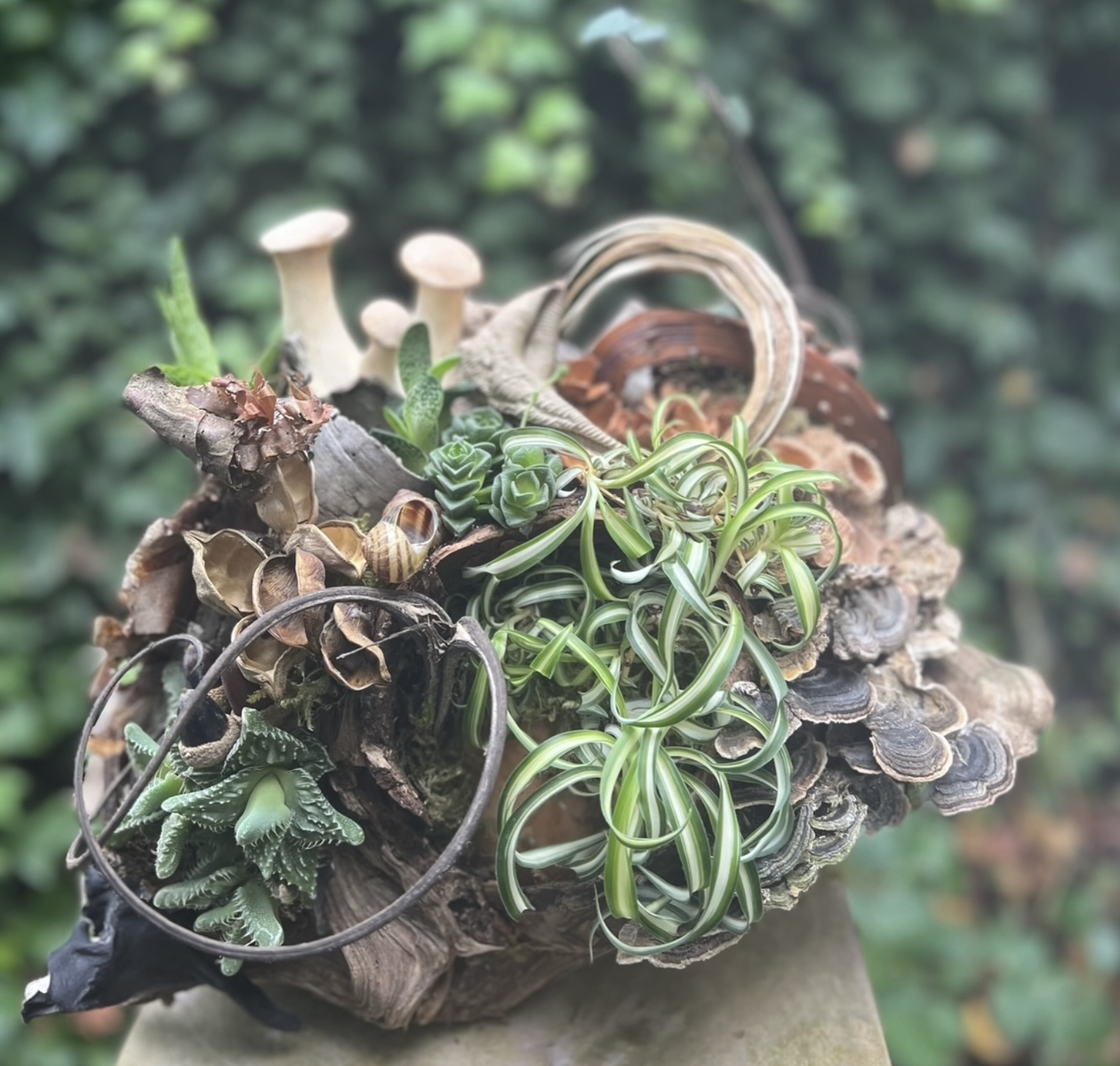 mushrooms botanical design