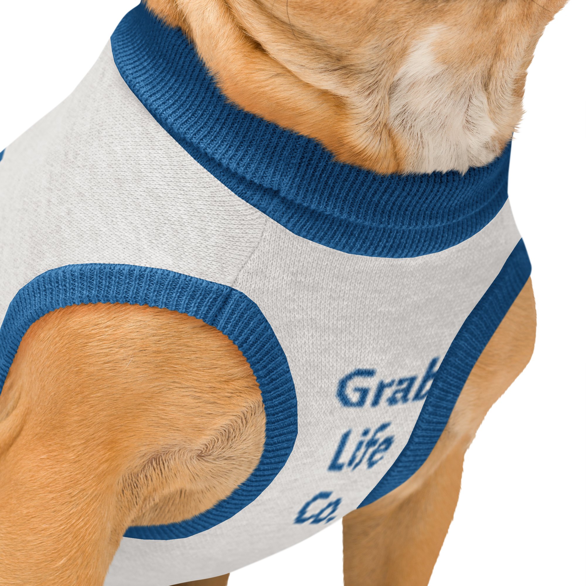 Grab Life Company knitted pet sweater in tan with dark blue trim and words that say my dad is single you should ask him out written on the back. Image shows a sitting dog wearing the sweater.