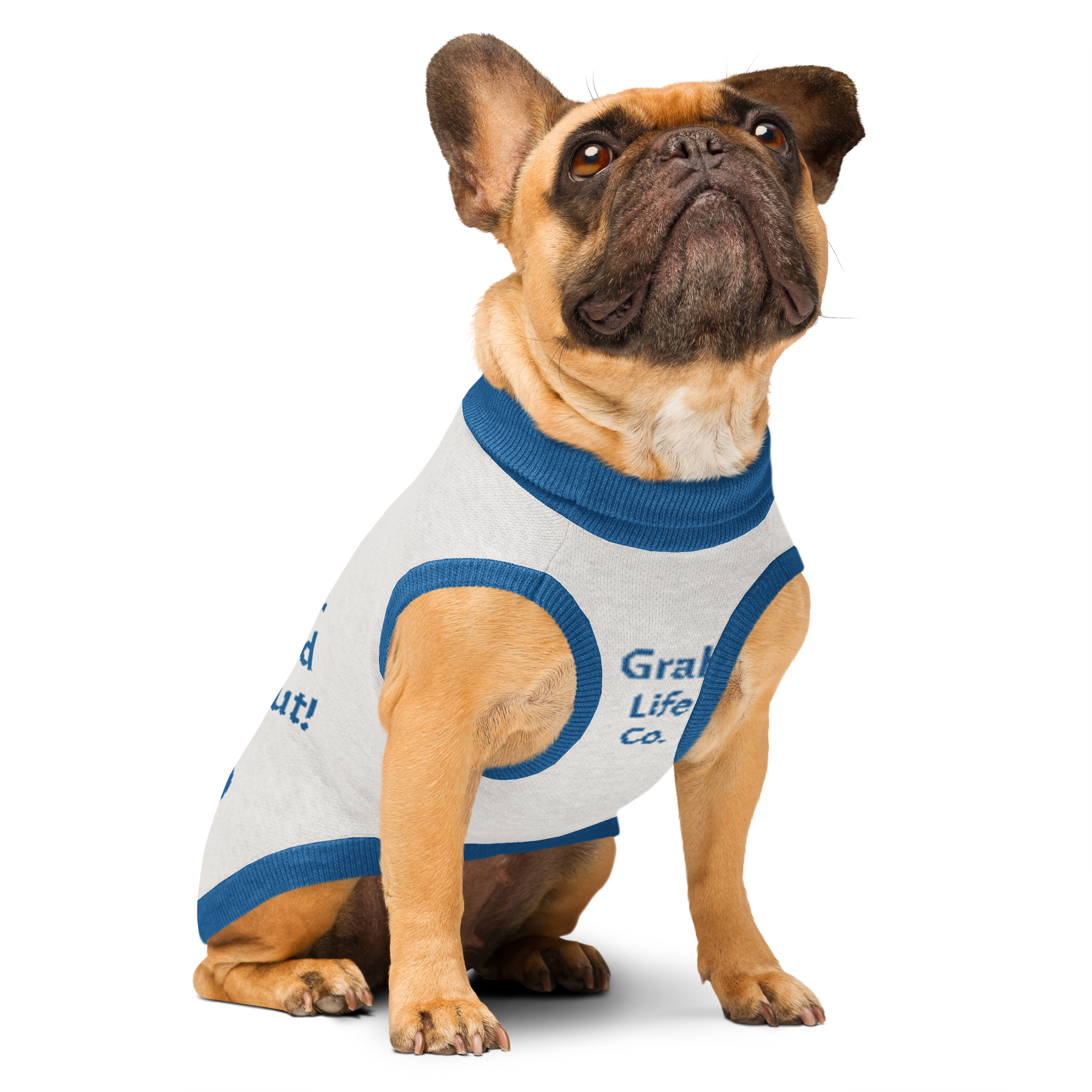 Grab Life Company knitted pet sweater in tan with dark blue trim and words that say my dad is single you should ask him out written on the back. Image shows a sitting dog wearing the sweater.