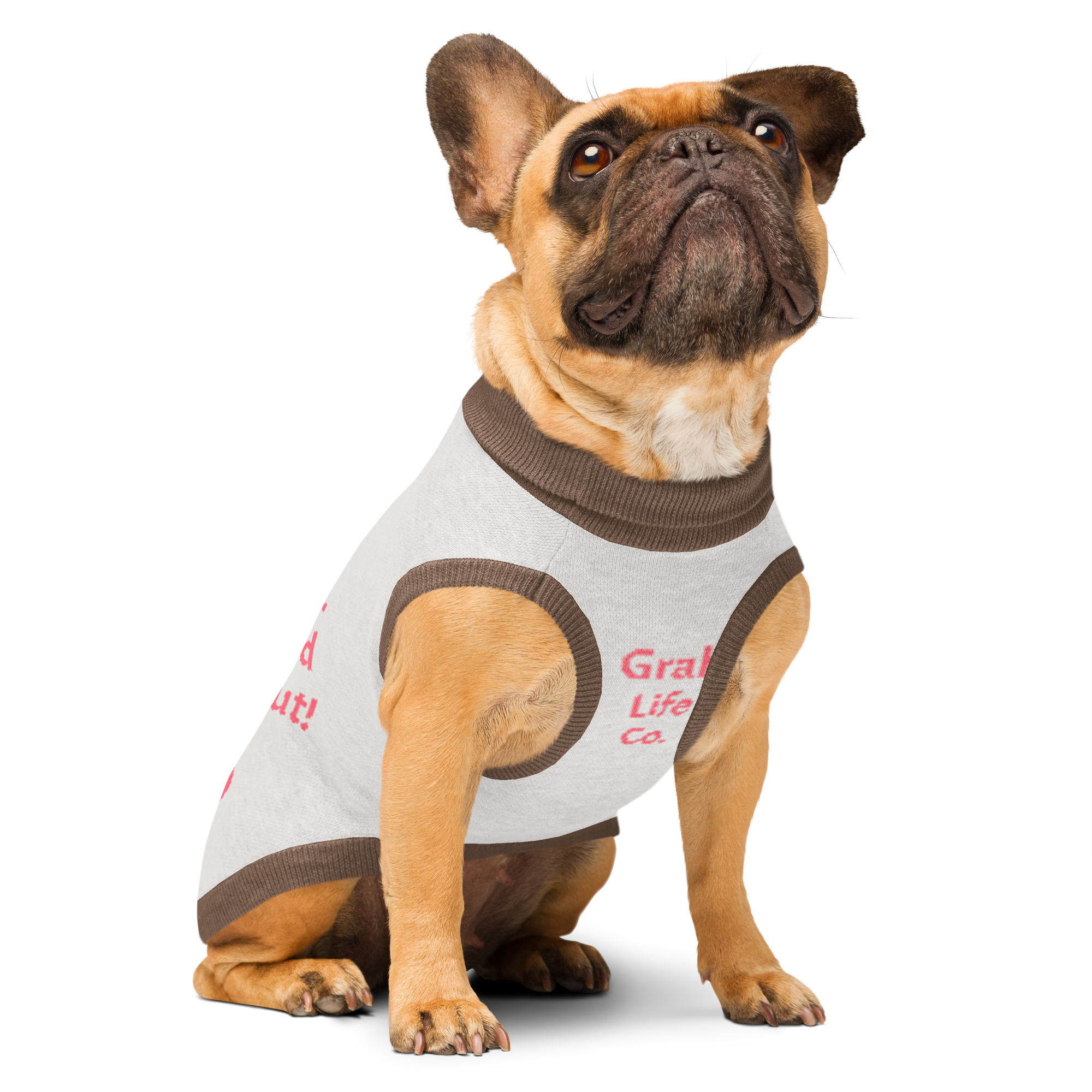 Grab Life Company knitted pet sweater in tan with brown trim and words that say My Dad is single. You should ask him out. written on the back in pink. Image shows a dog wearing the pet sweater.