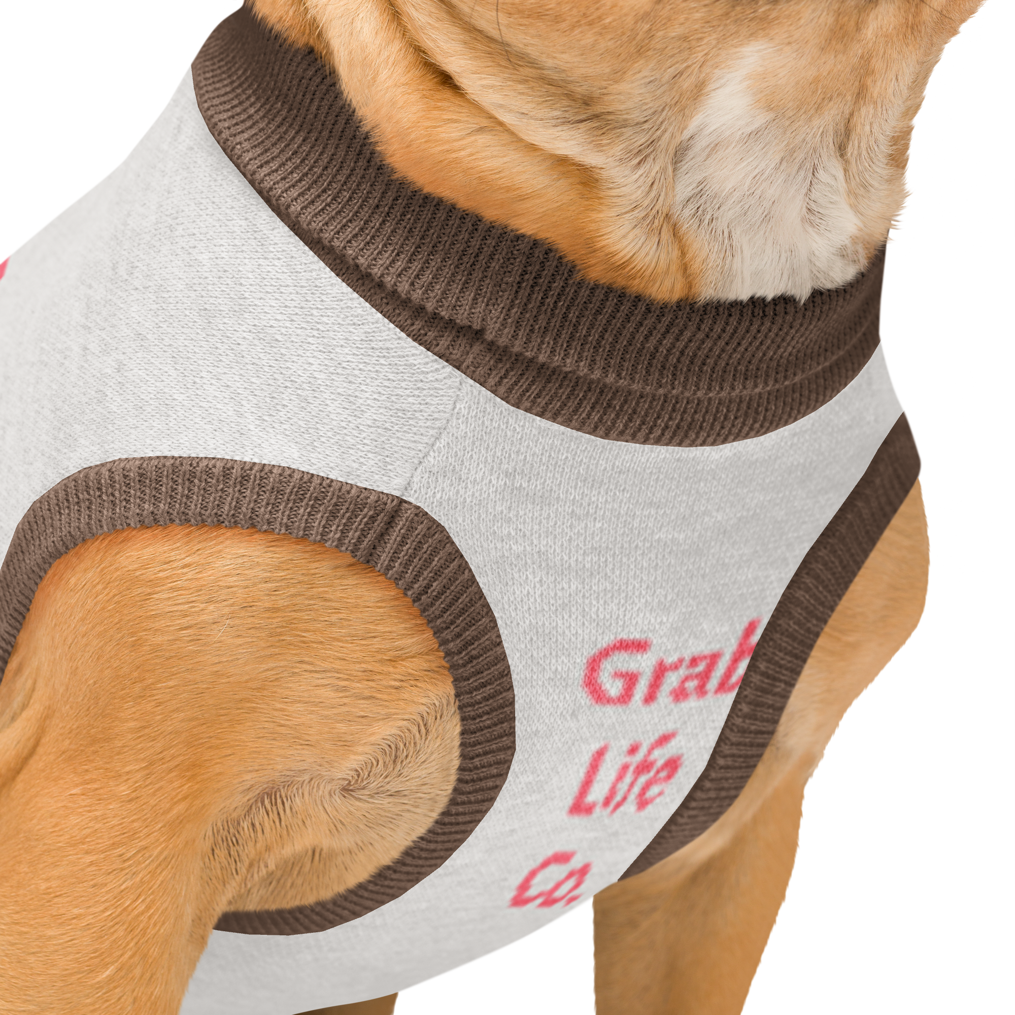 Grab Life Company knitted pet sweater in tan with brown trim and words that say My Dad is single. You should ask him out. written on the back in pink. Image shows a dog wearing the pet sweater.