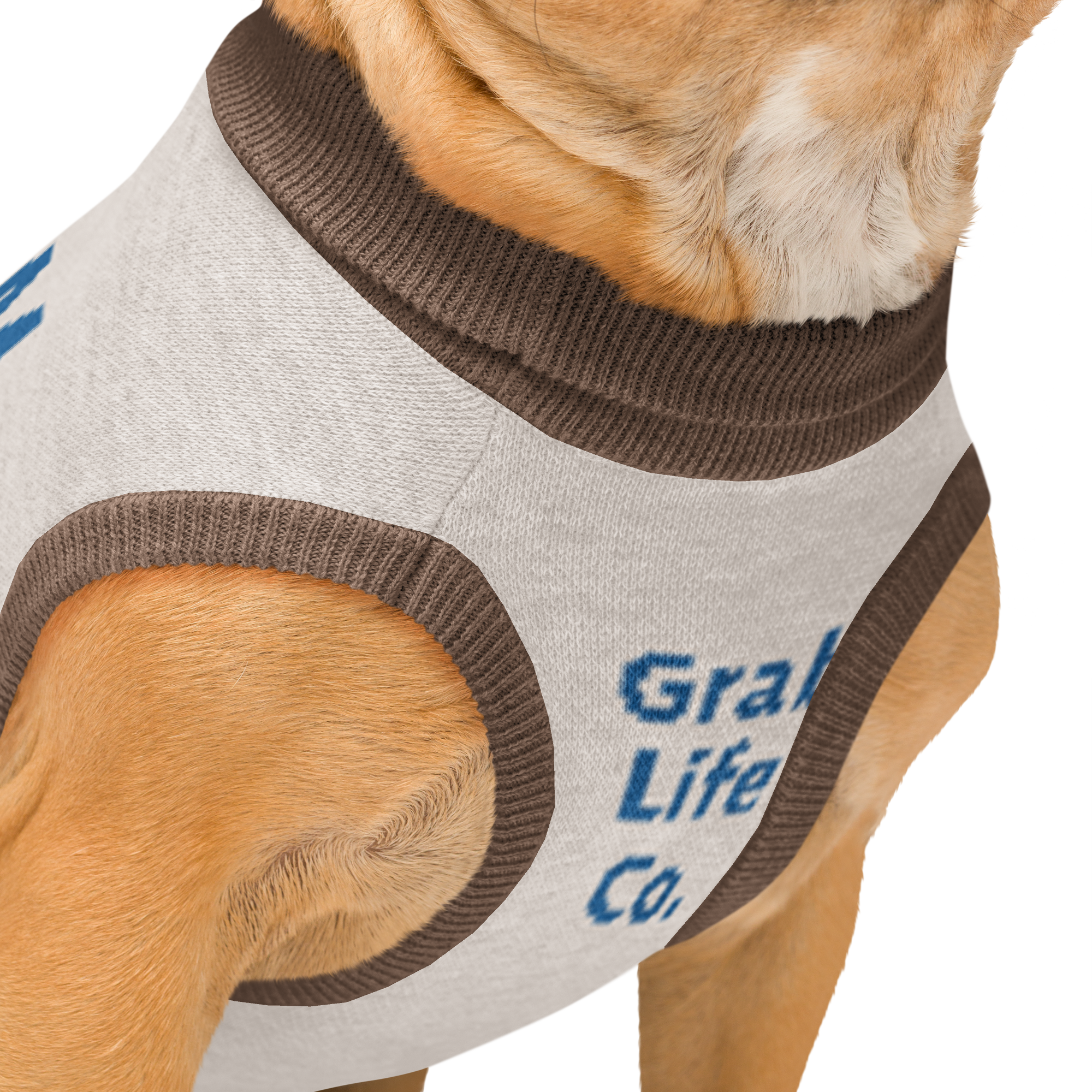 Grab Life Company knitted pet sweater in tan with blue trim and words that say My mom is single. You should ask her out. written on the back in blue. Image shows dog wearing the sweater.