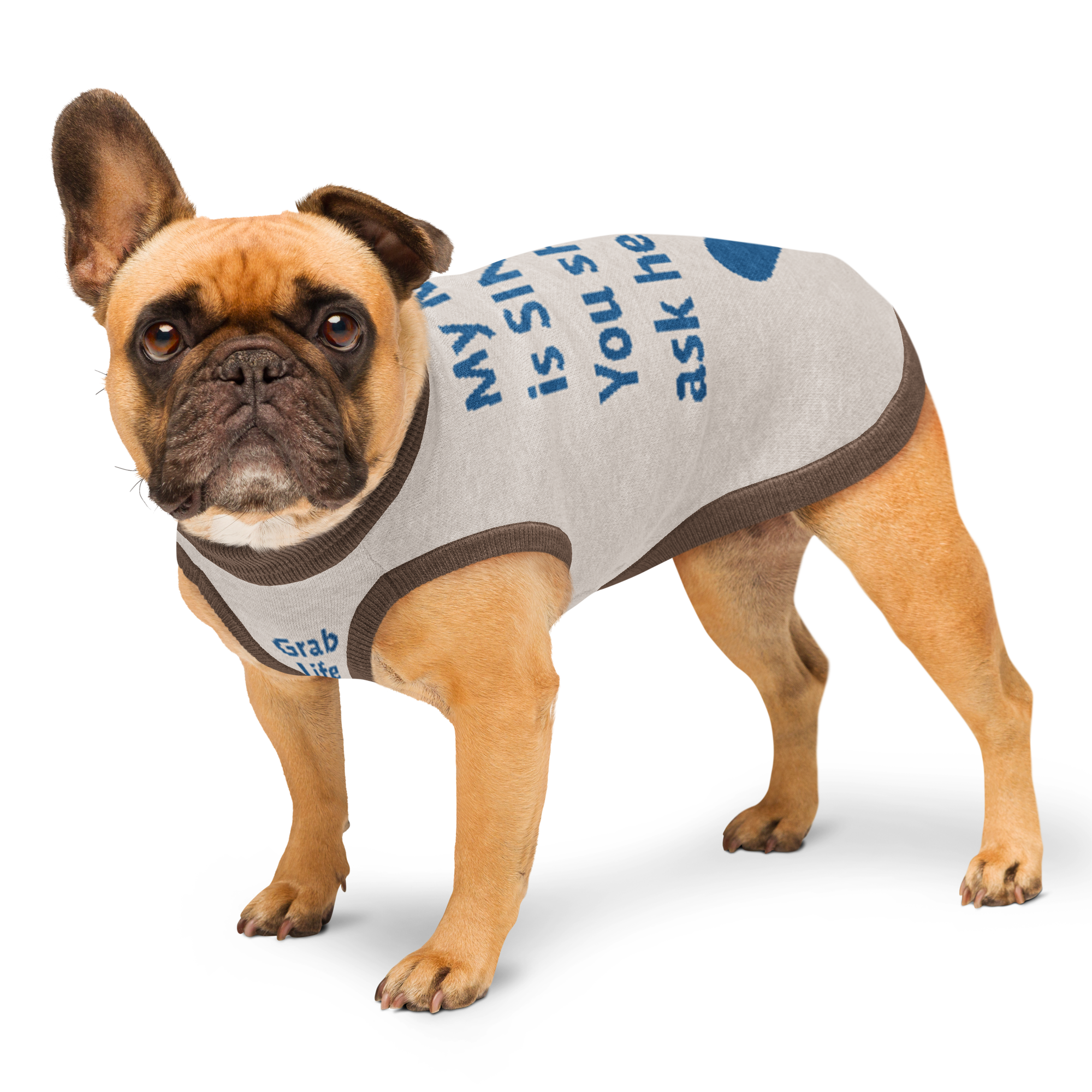 Grab Life Company knitted pet sweater in tan with blue trim and words that say My mom is single. You should ask her out. written on the back in blue. Image shows dog wearing the sweater.
