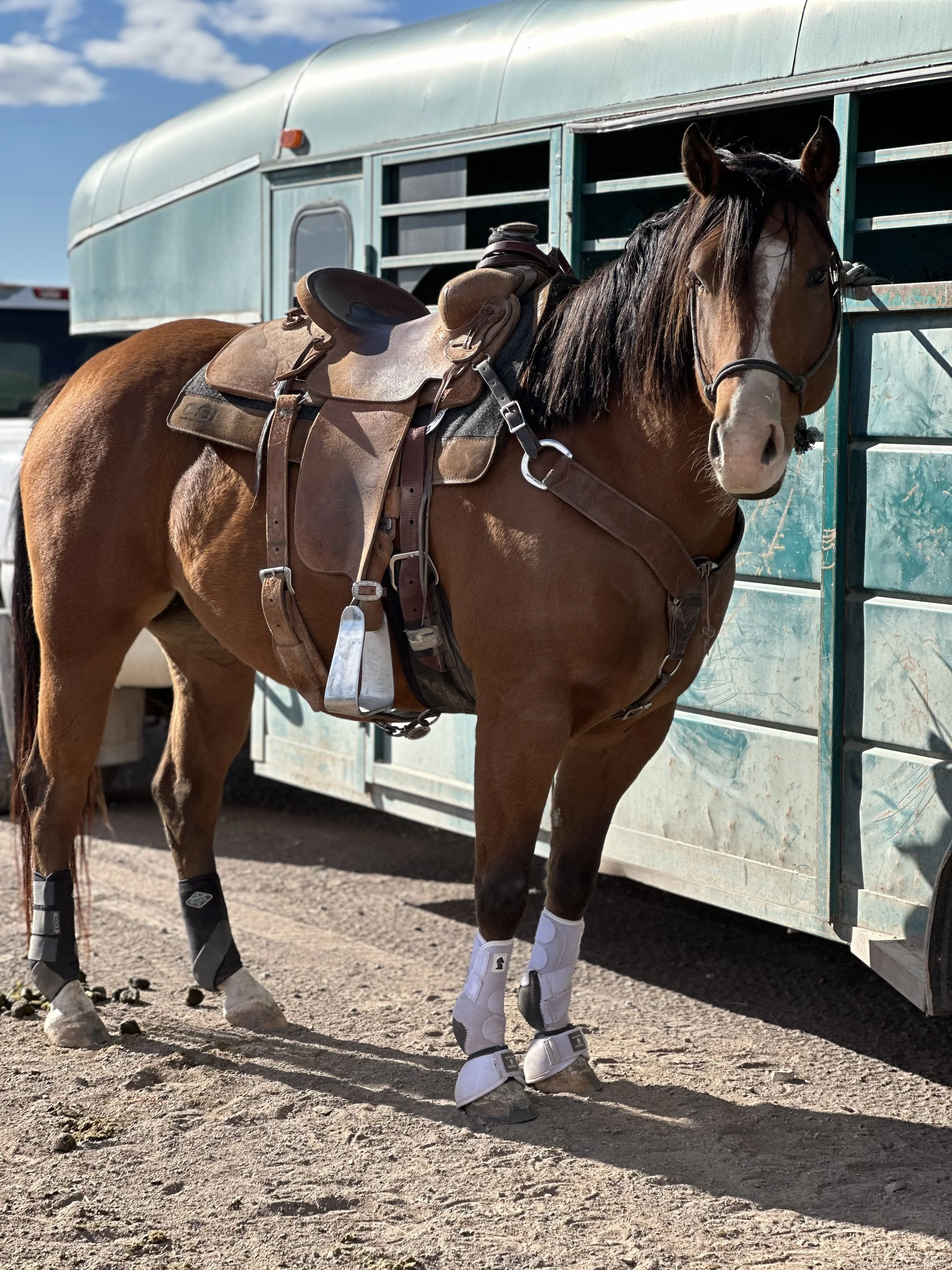 Fractured Sesamoid, Left Hind