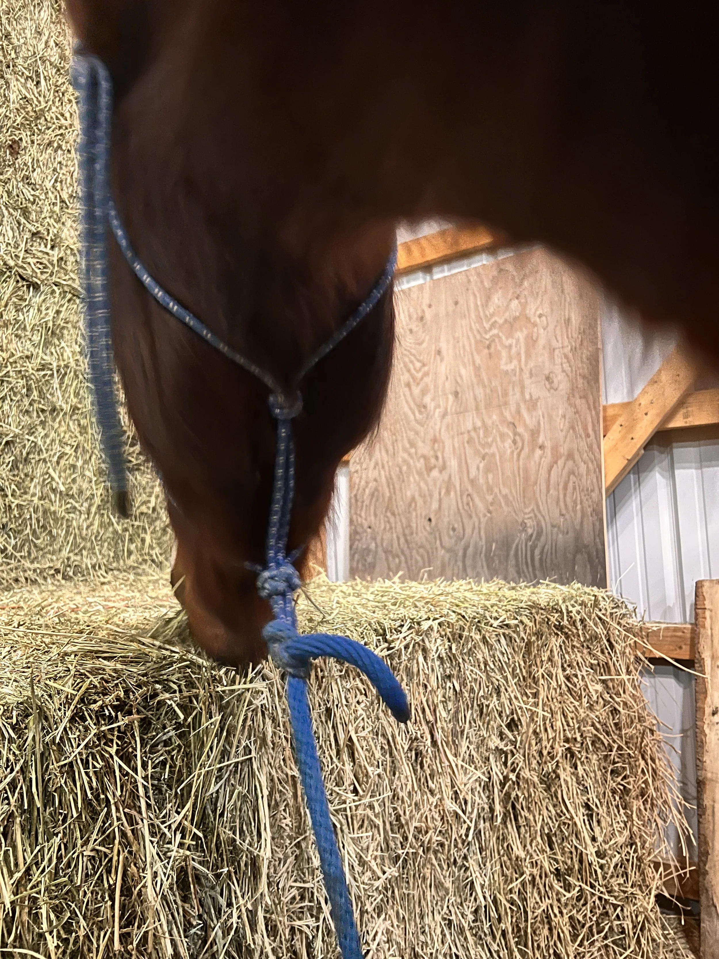 Completely healed with hair filled in