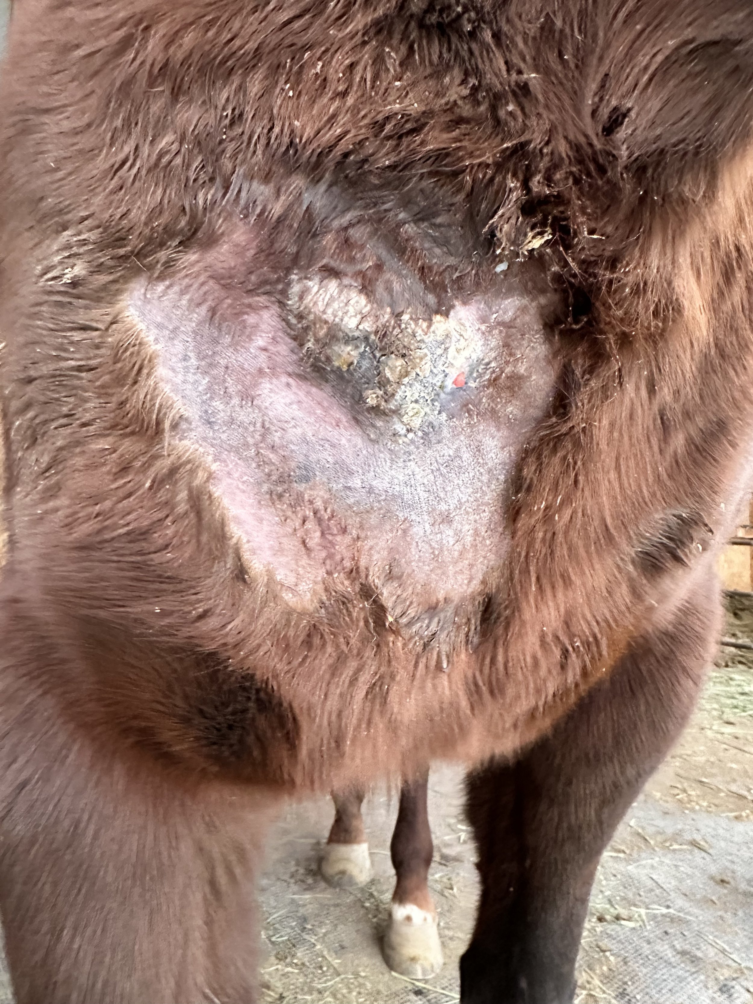 Wound closing - 5th treatment