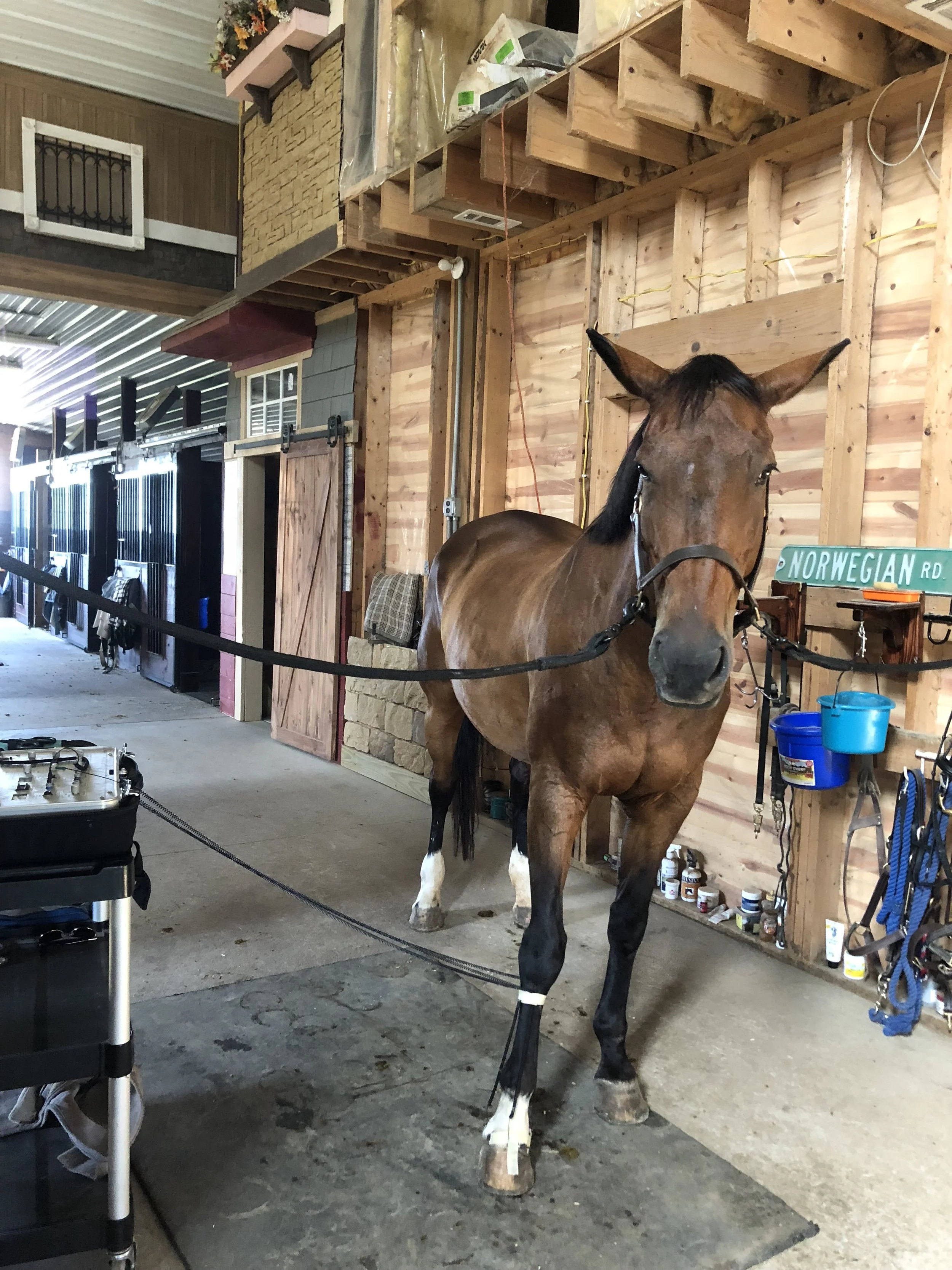 Treating RF lameness after DDFT lesions and navicular changes confirmed on MRI