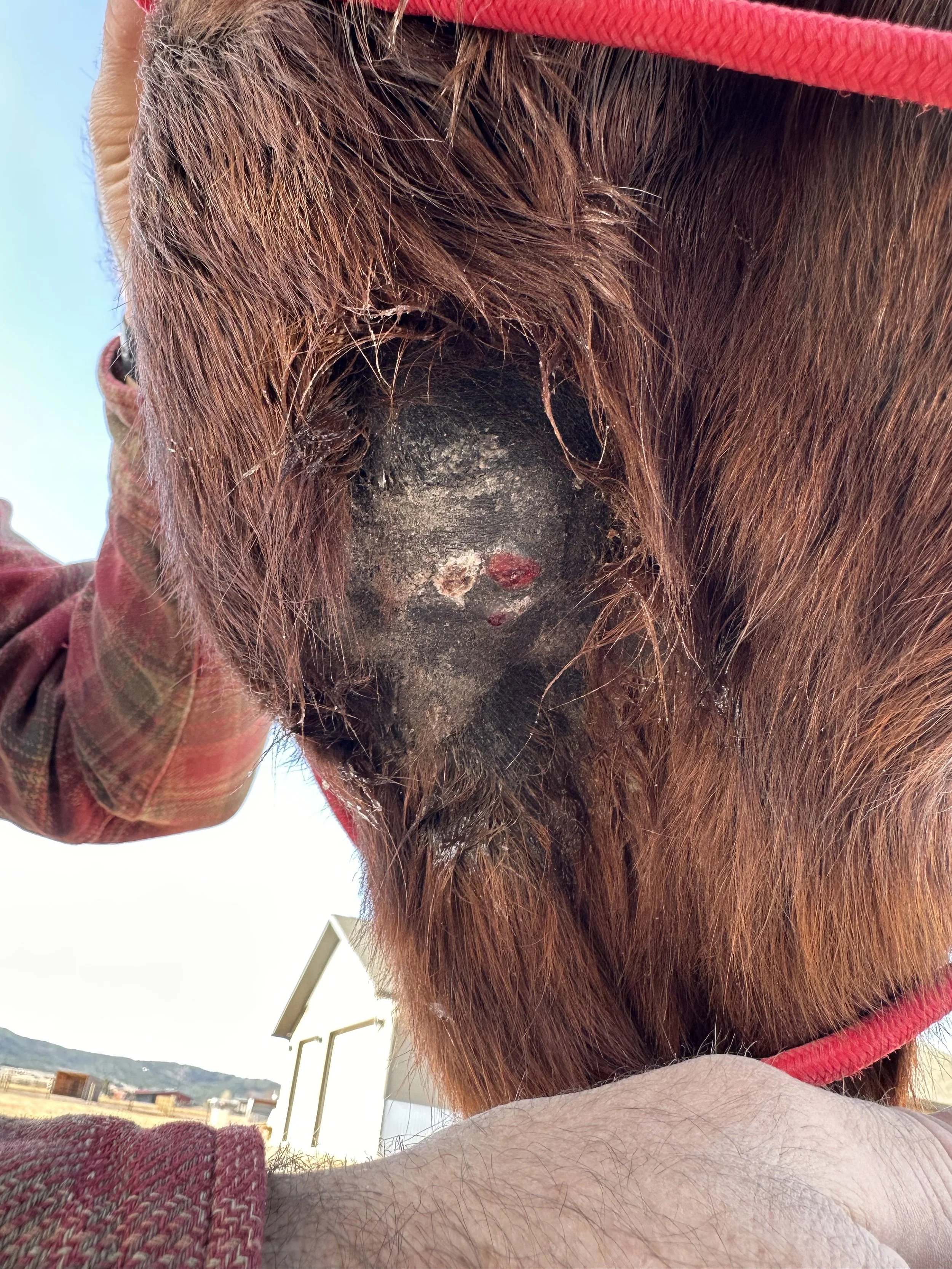 Before the fifth treatment