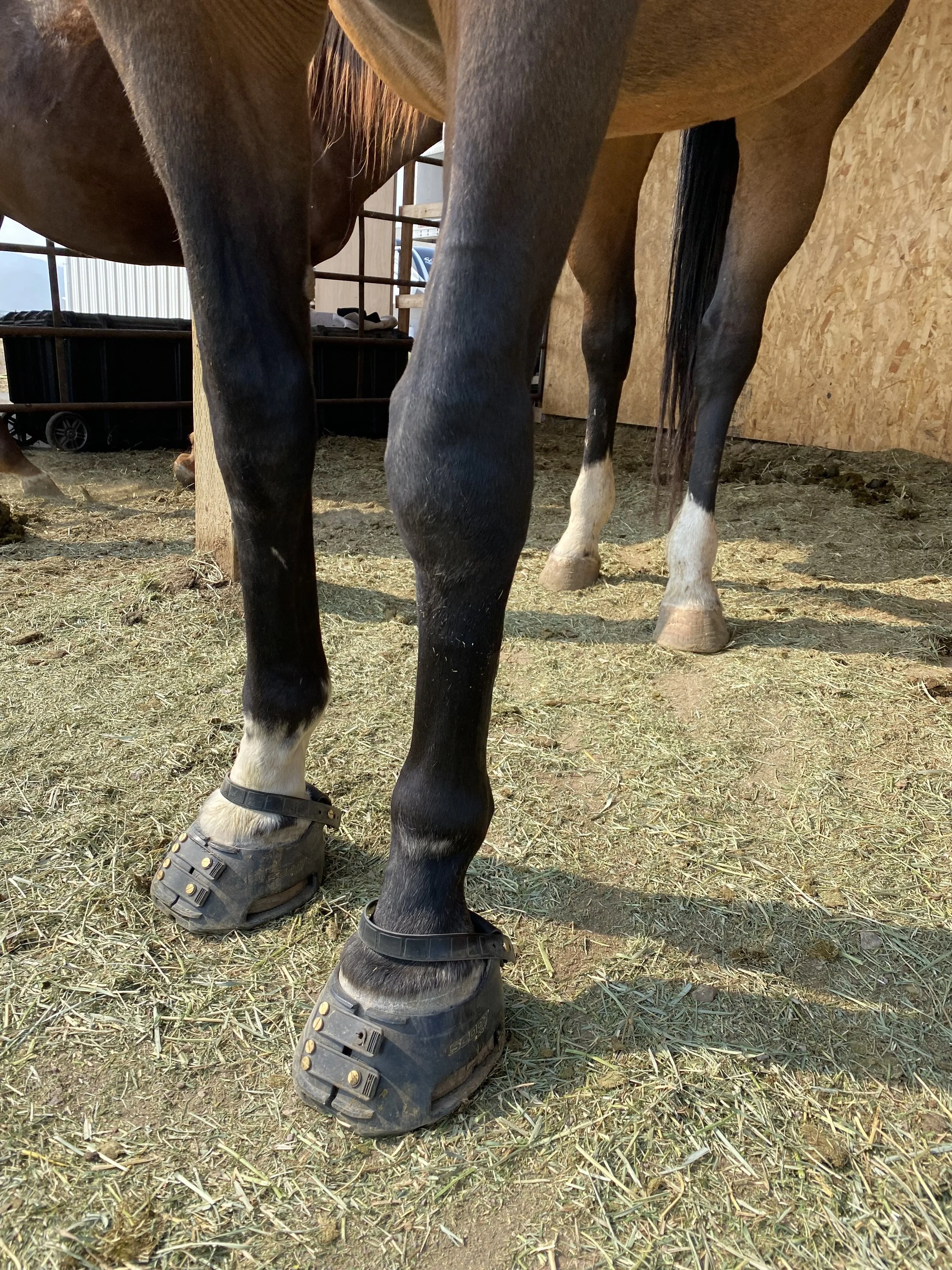 Added Scoot Boots for turn out on hard ground