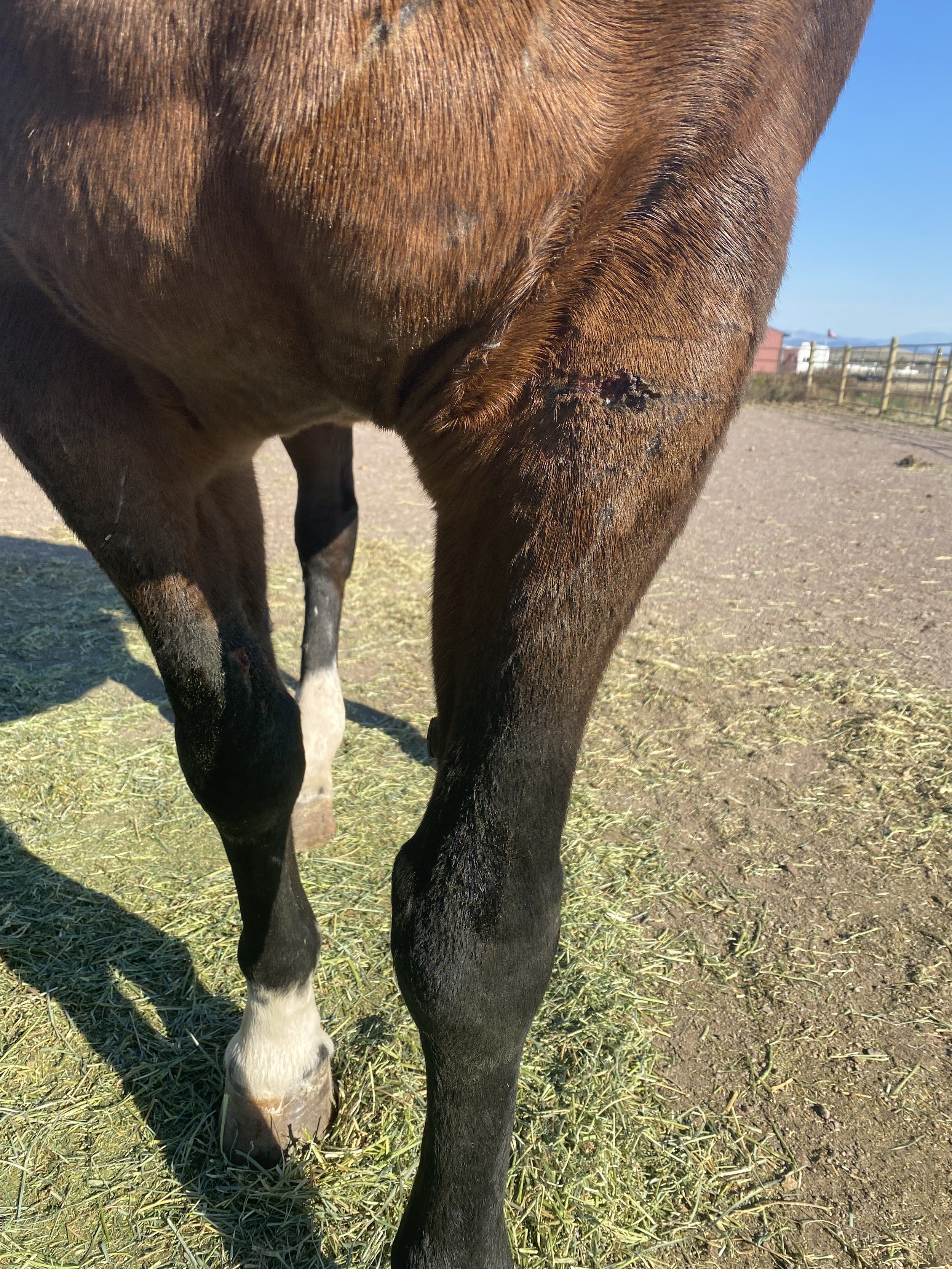 One week post injury