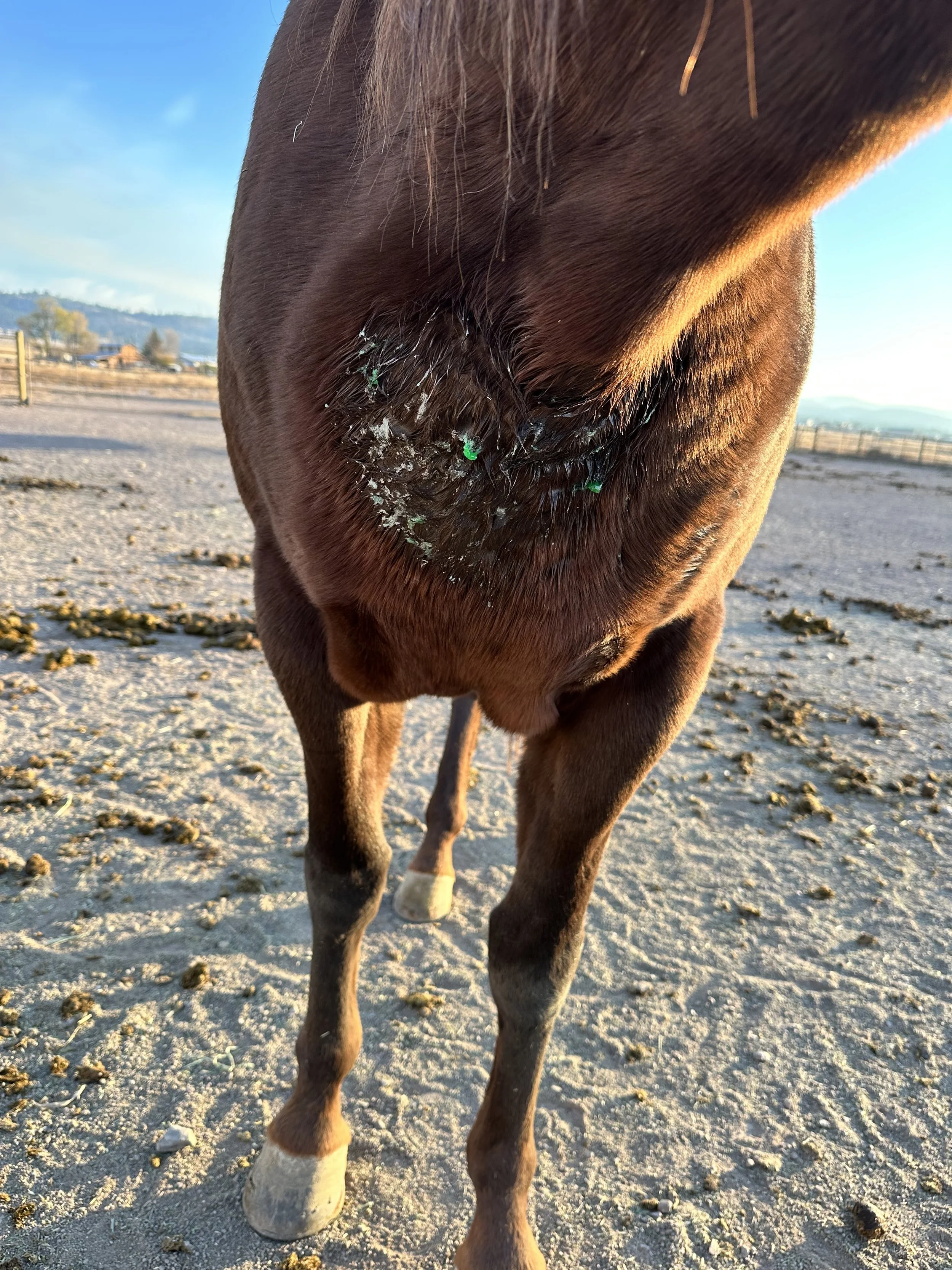 Edema and abcess growing