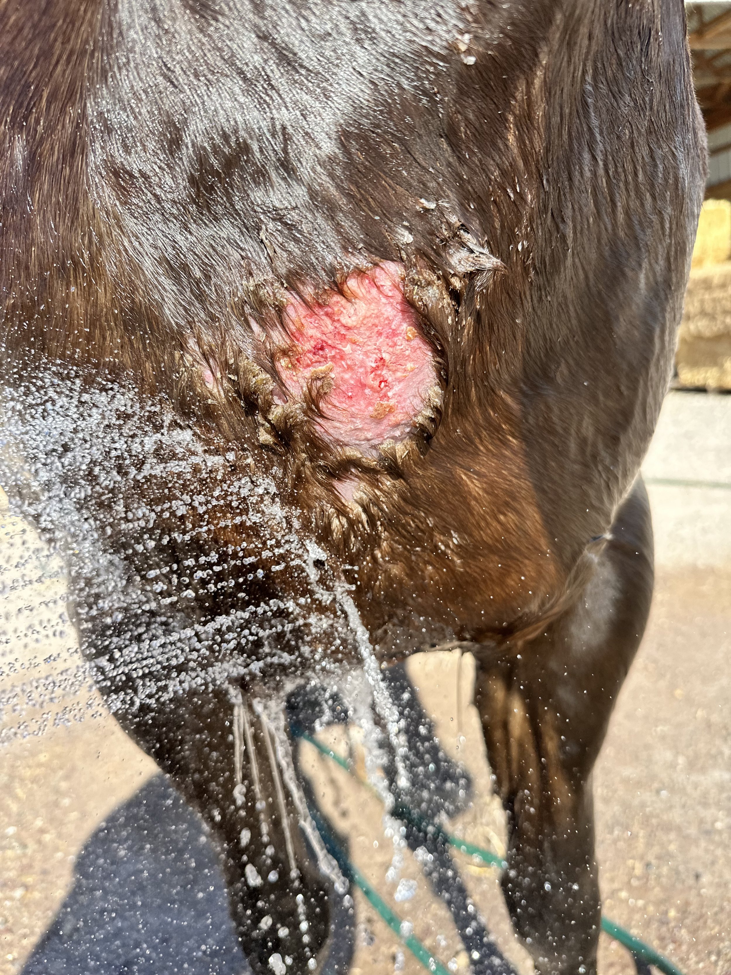 Abscess drained, remaining wound/hair loss from drainage