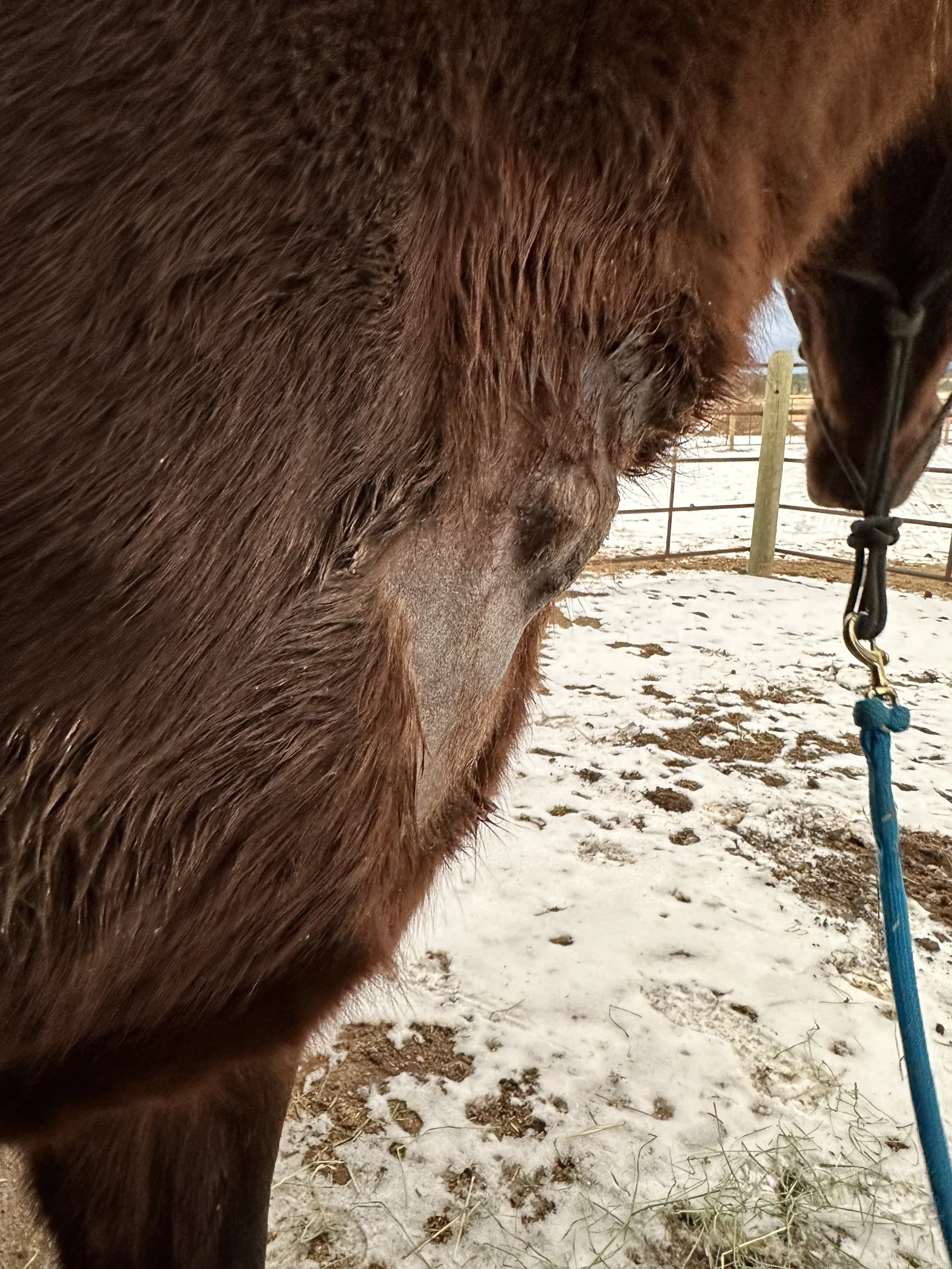 Wound closing - 5th treatment