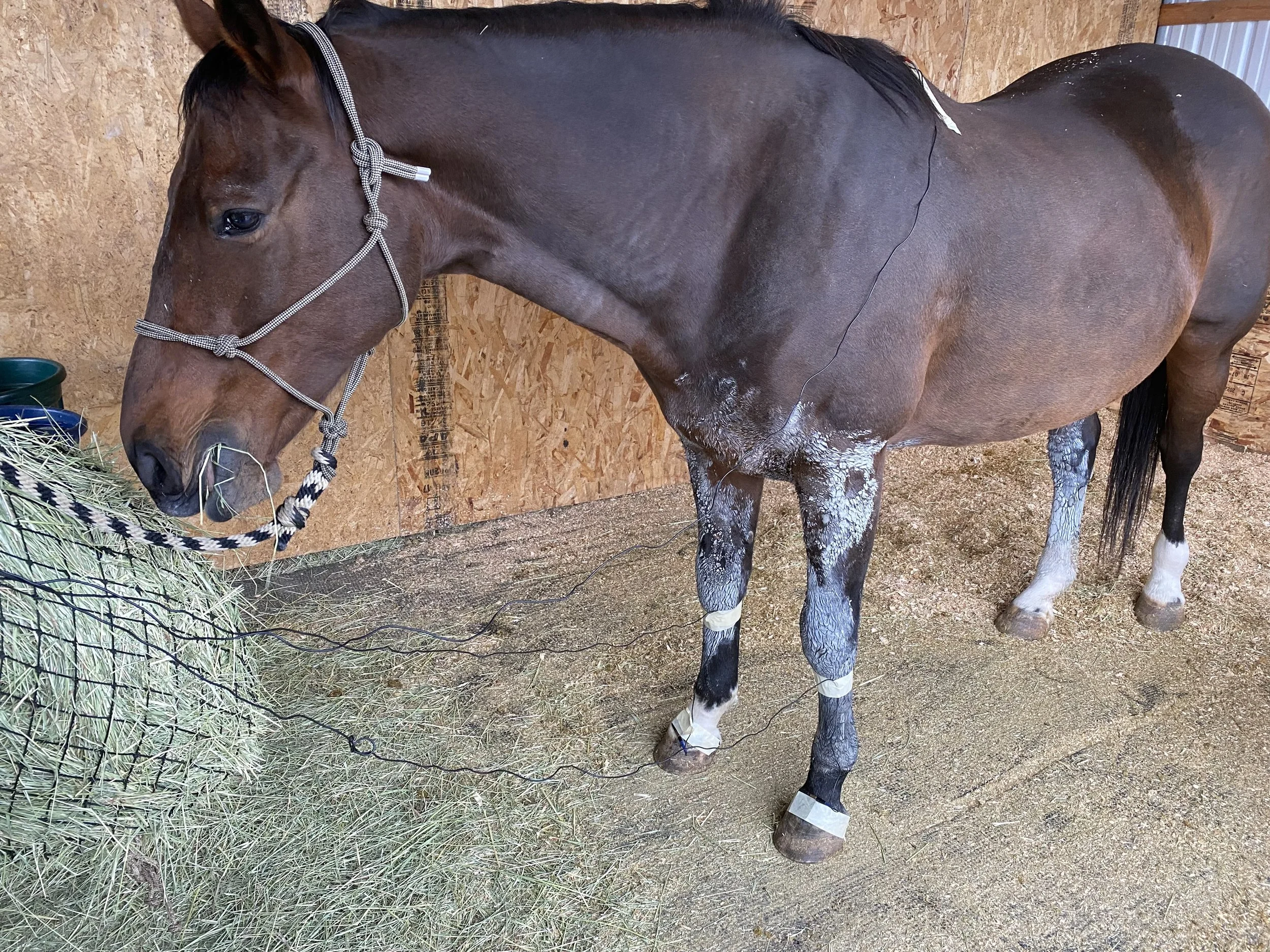 Barbed Wire Fence Injury