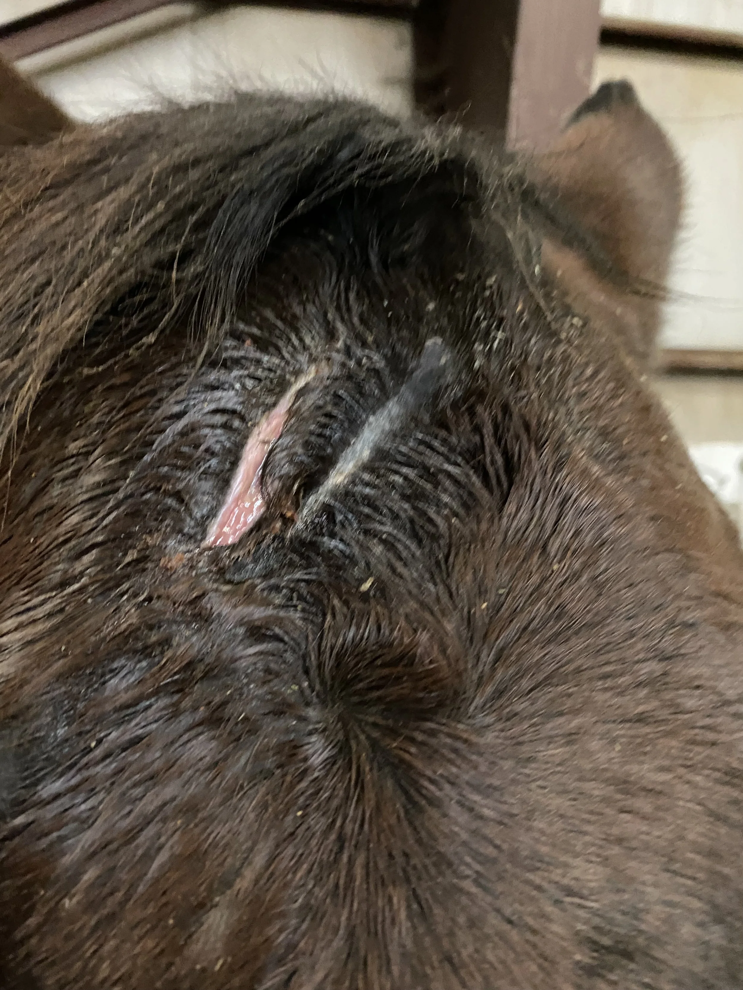 After second treatment, more healthy tissue filling in