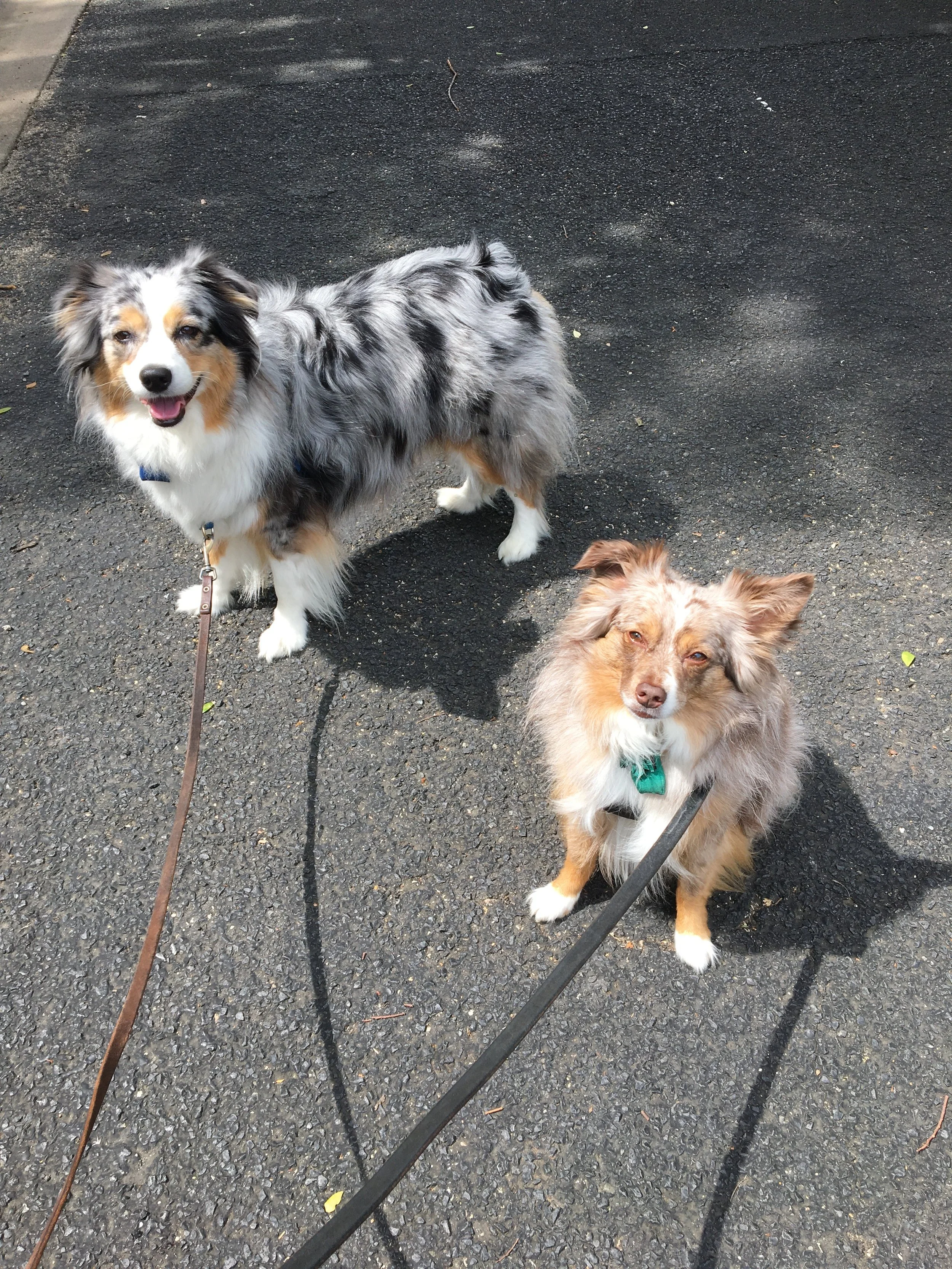 two dogs on leashes
