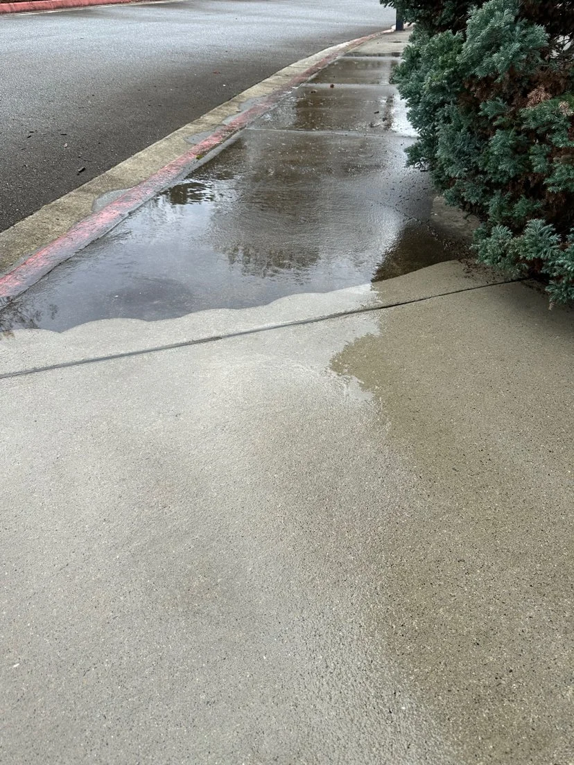 Wet sidewalk with puddles next to a curb and a bush on the right side, with a street in the background.