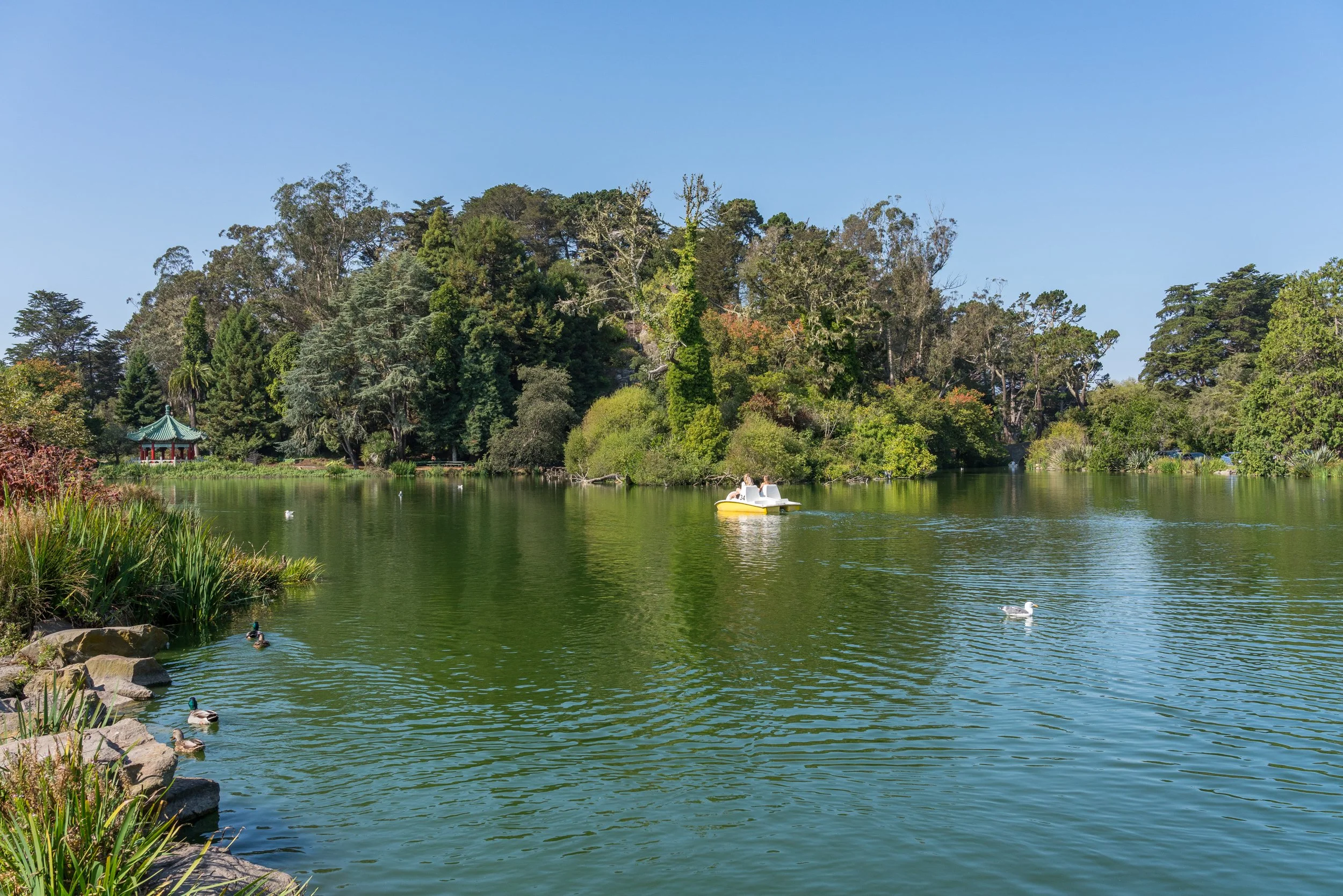 A serene lake scene with ducks swimming, a paddle boat with people, lush green trees, a small pavilion on the far side, and a clear blue sky overhead.