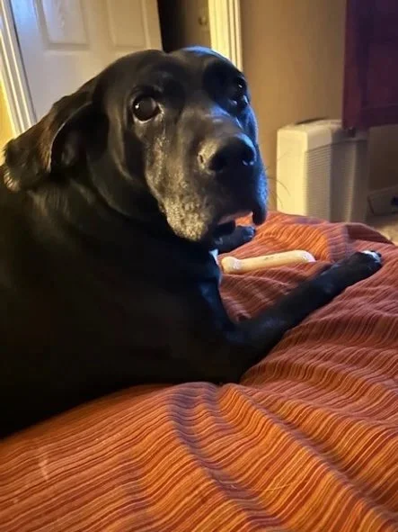 A black dog lying on a bed with orange-striped bedding, looking towards the camera.