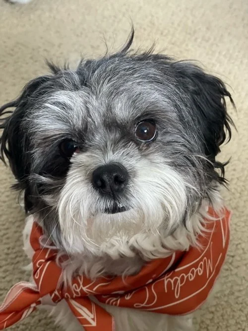 A small dog with gray and white curly fur wearing an orange bandana with white writing, looking up at the camera.