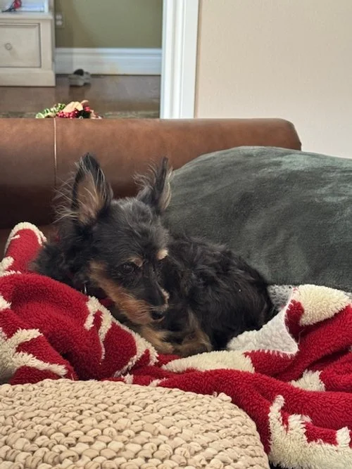 A small, black and tan dog lying on a blanket on a couch.