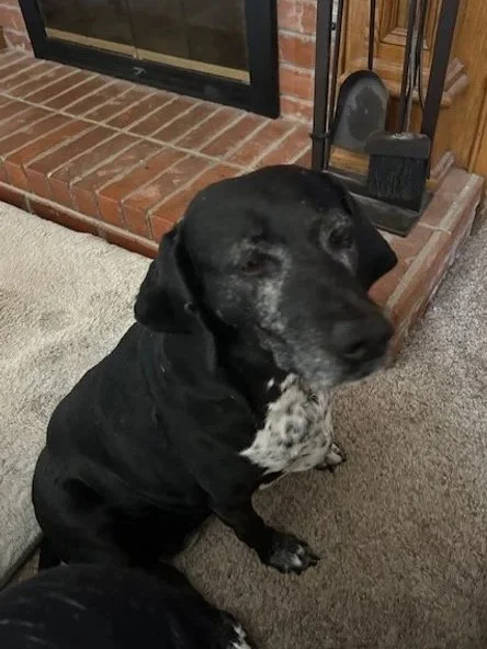 A black dog with gray speckles on its chest and face, sitting indoors near a fireplace with tools and a brick hearth.