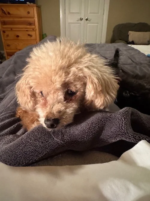 A small, light-colored dog resting its head on a gray fleece blanket in a bedroom.