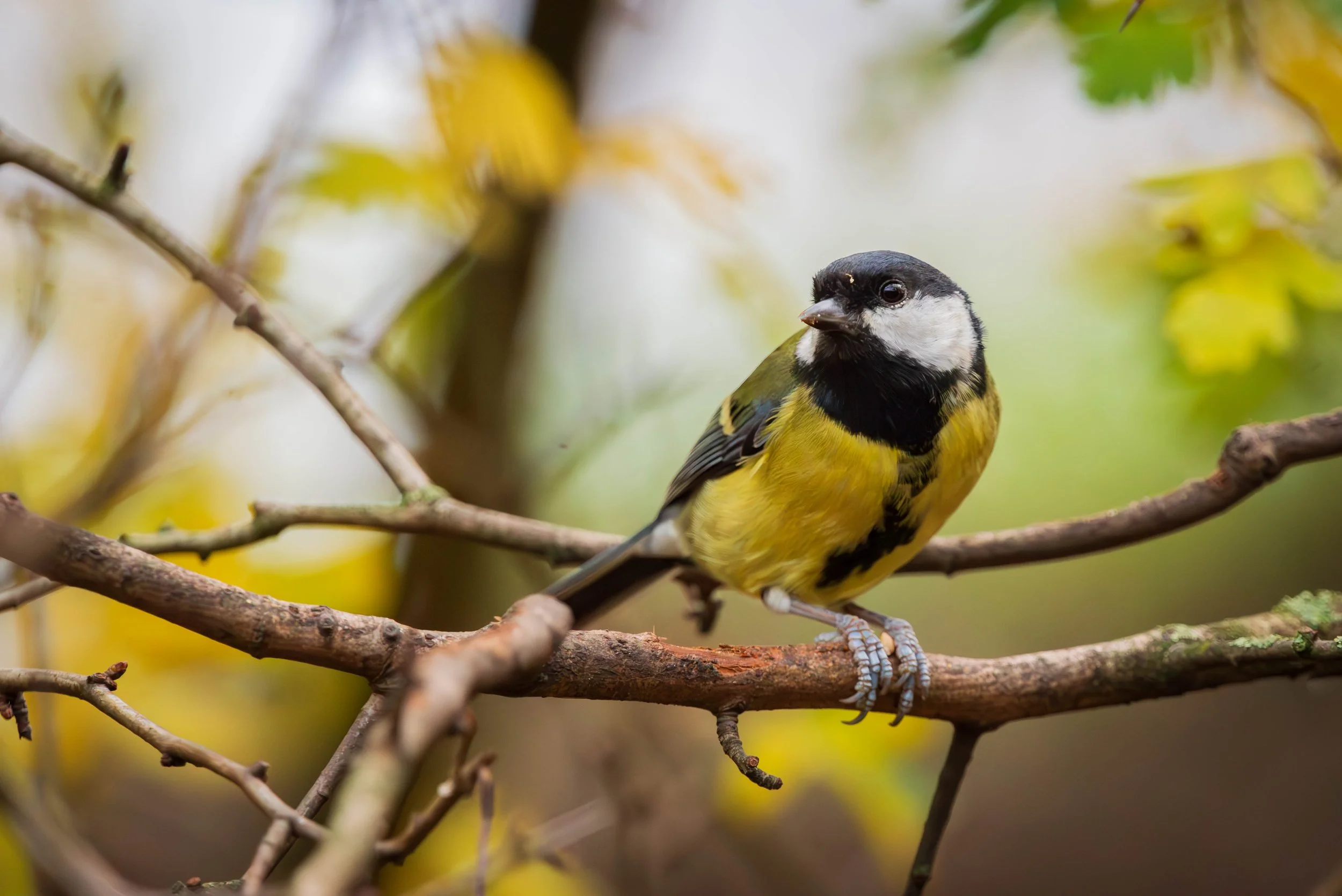Great Tit (Parus major)