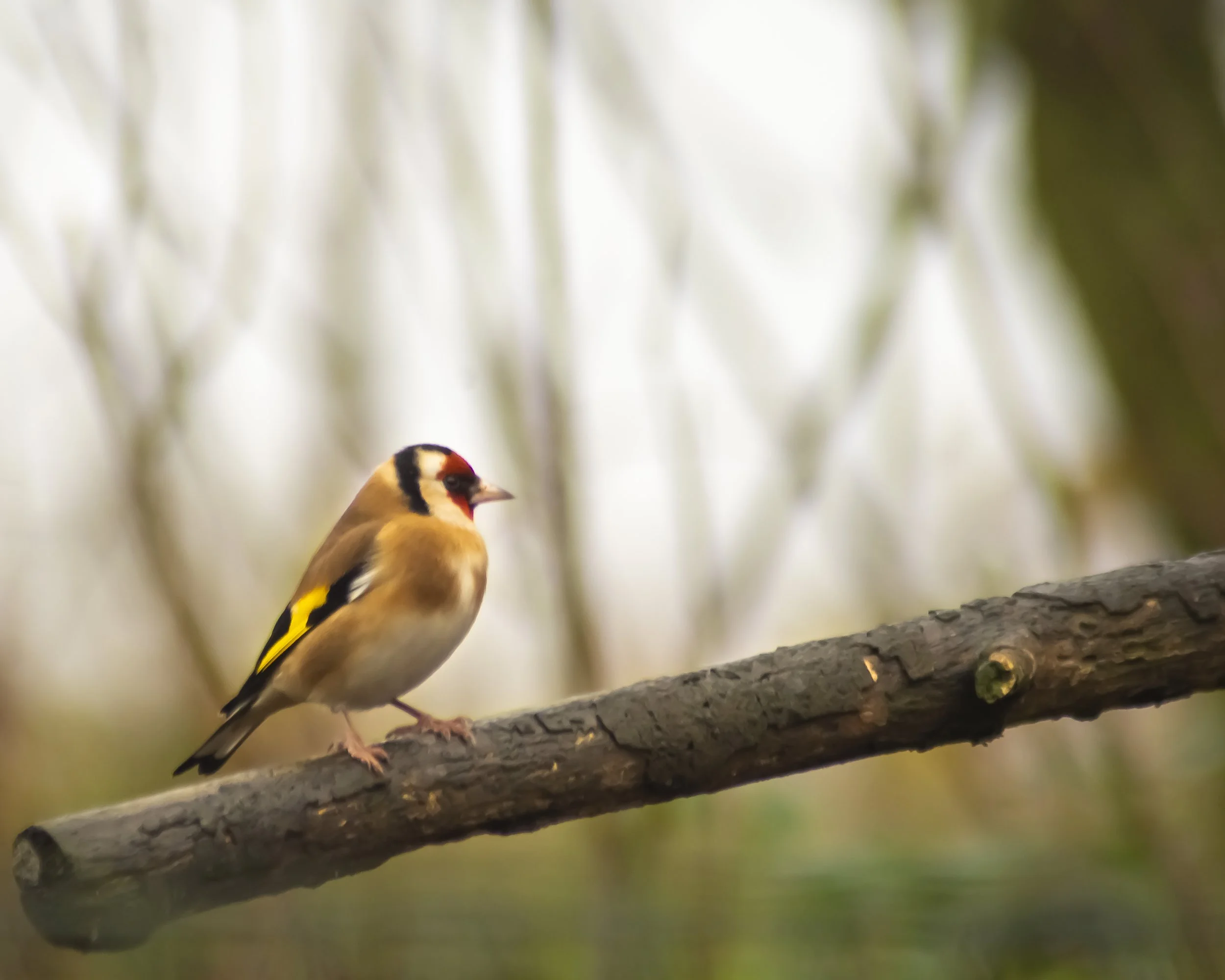  Goldfinch (Carduelis carduelis)
