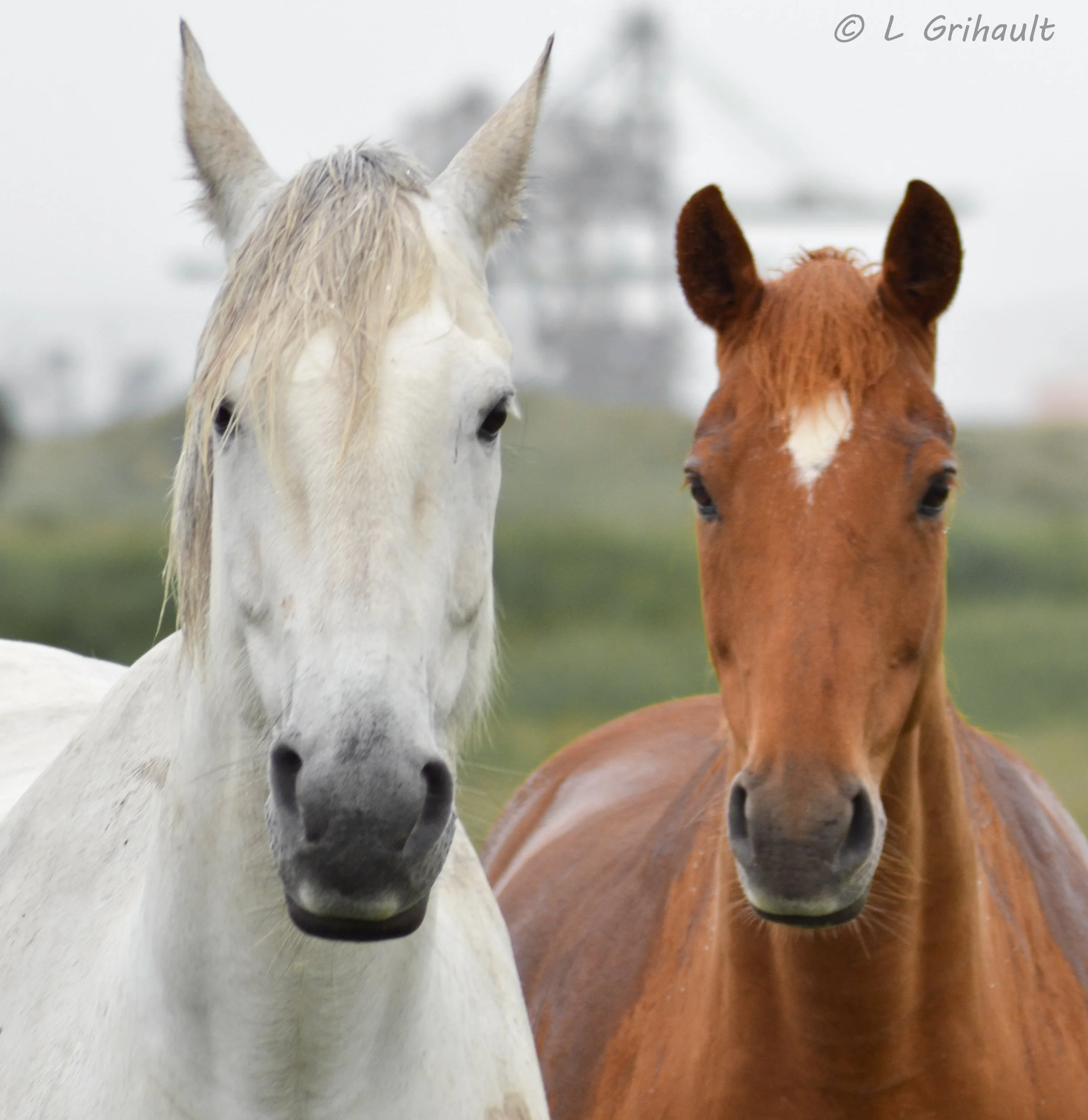 Horses at Seaton Common Nature Reserve