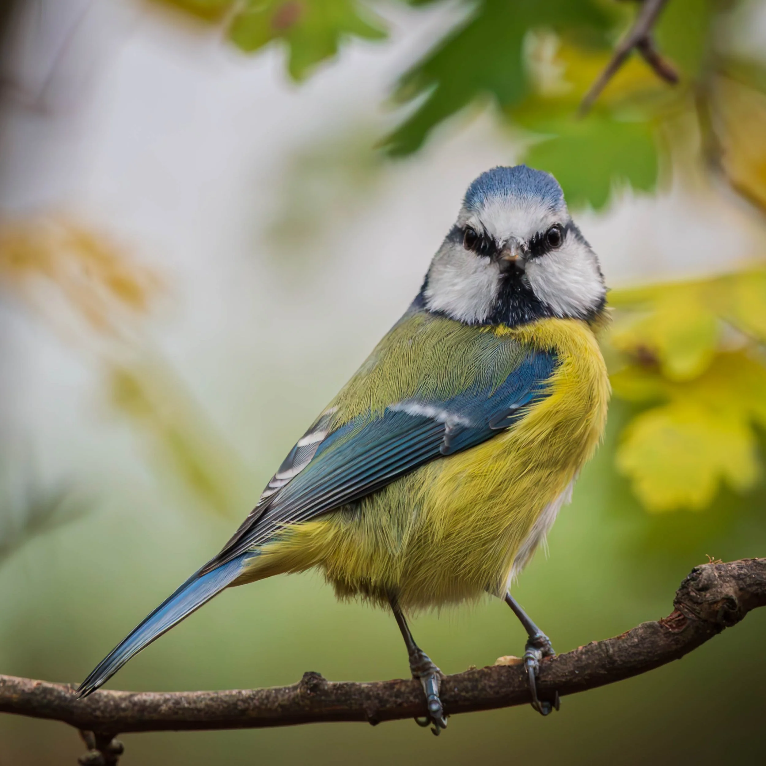 Blue Tit (Cyanistes caeruleus)