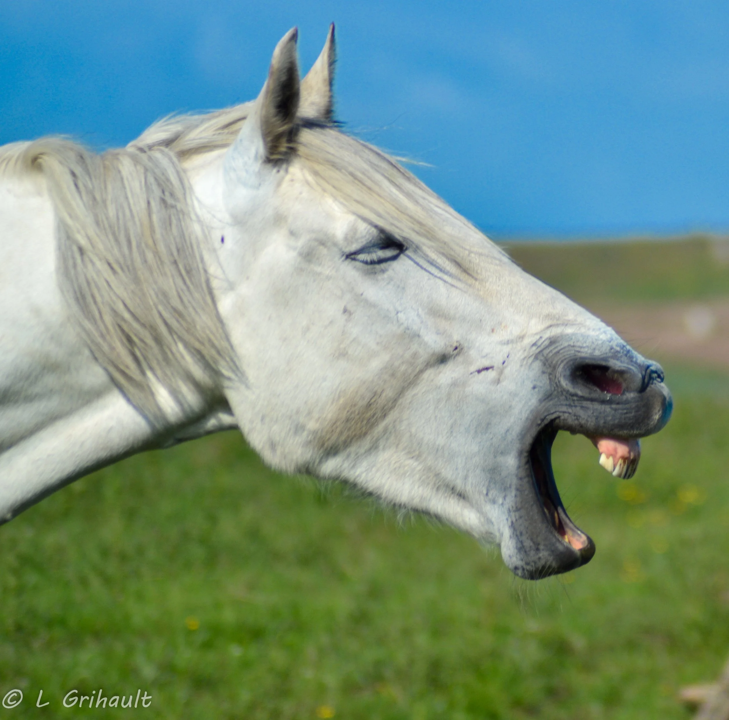 Horse laugh