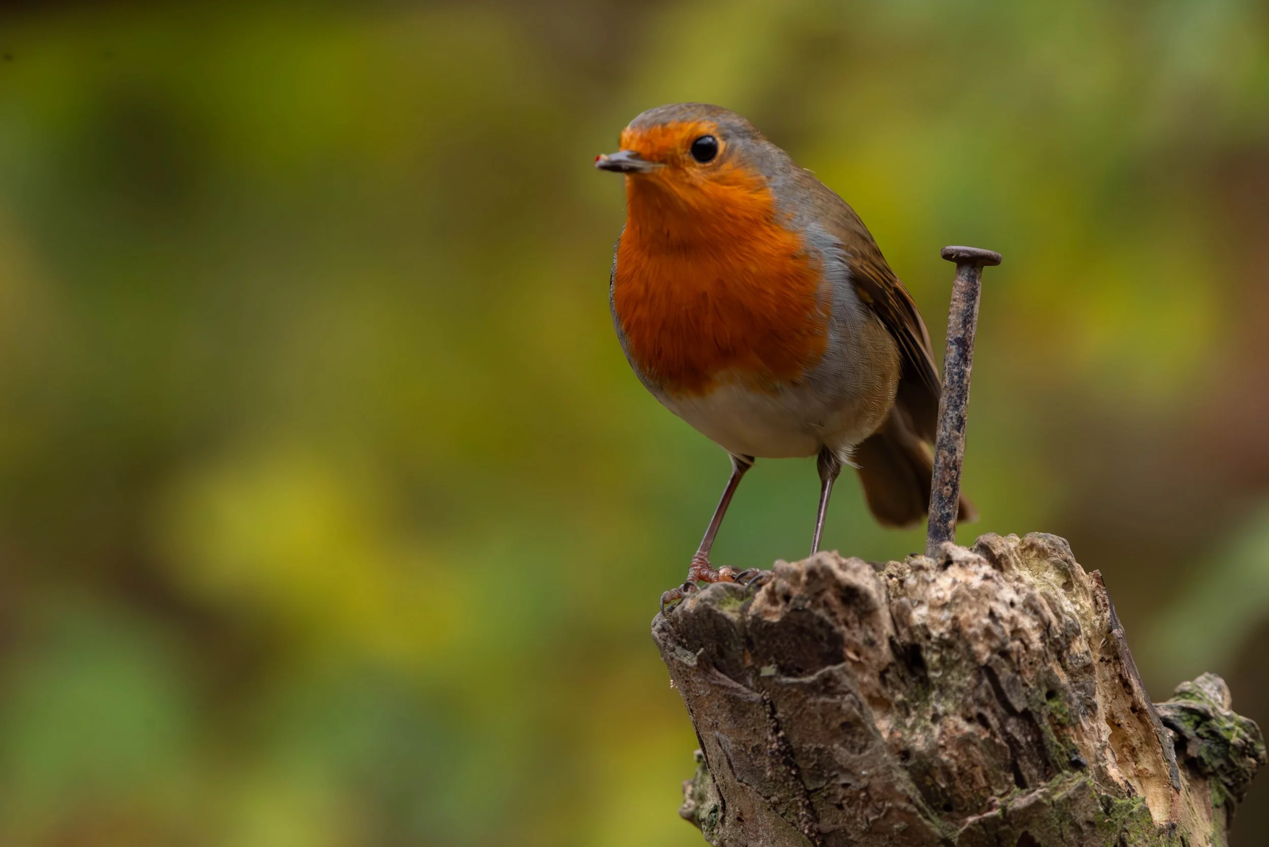 Robin (Erithacus rubecula)