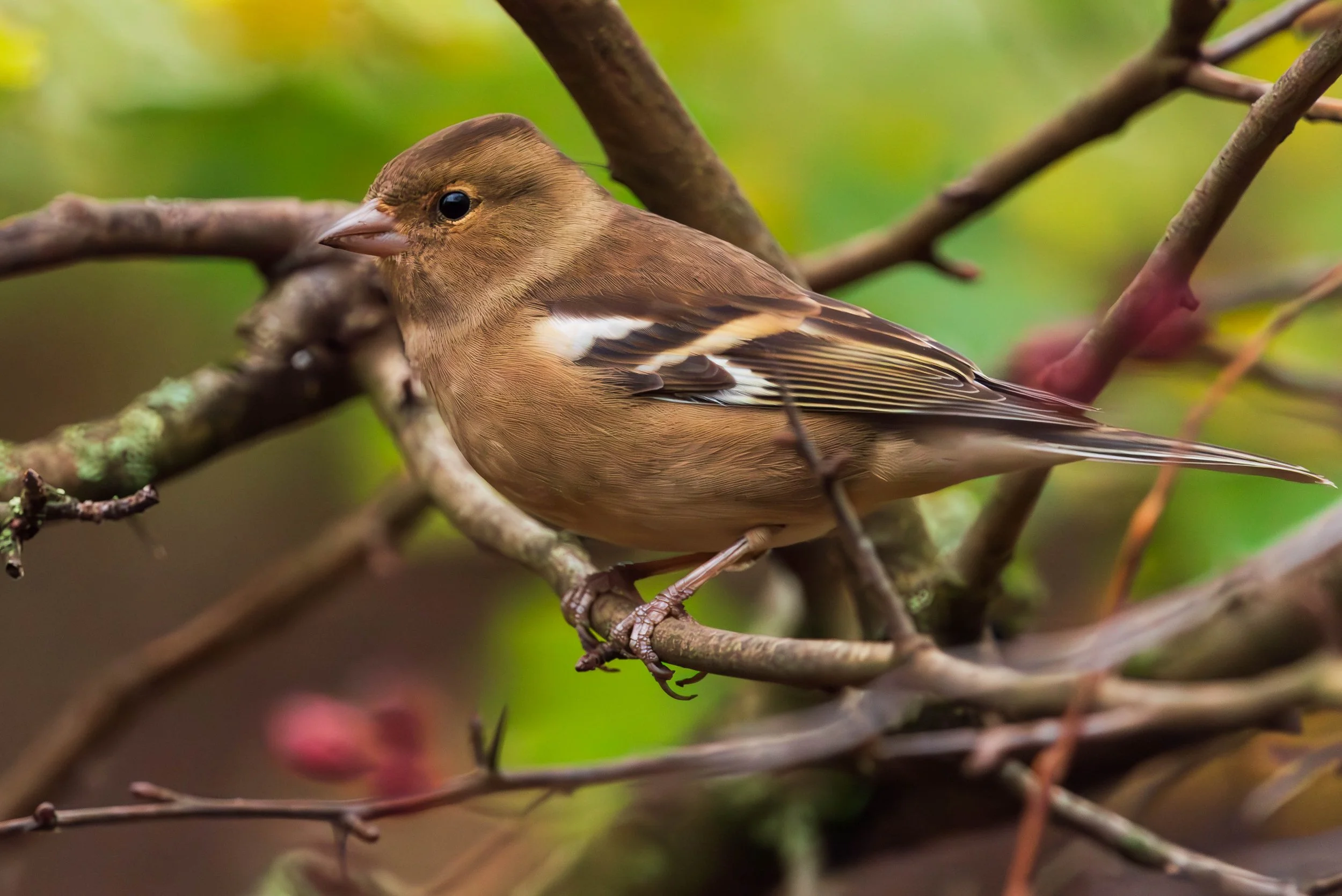 Chaffinch (Fringilla coelebs)