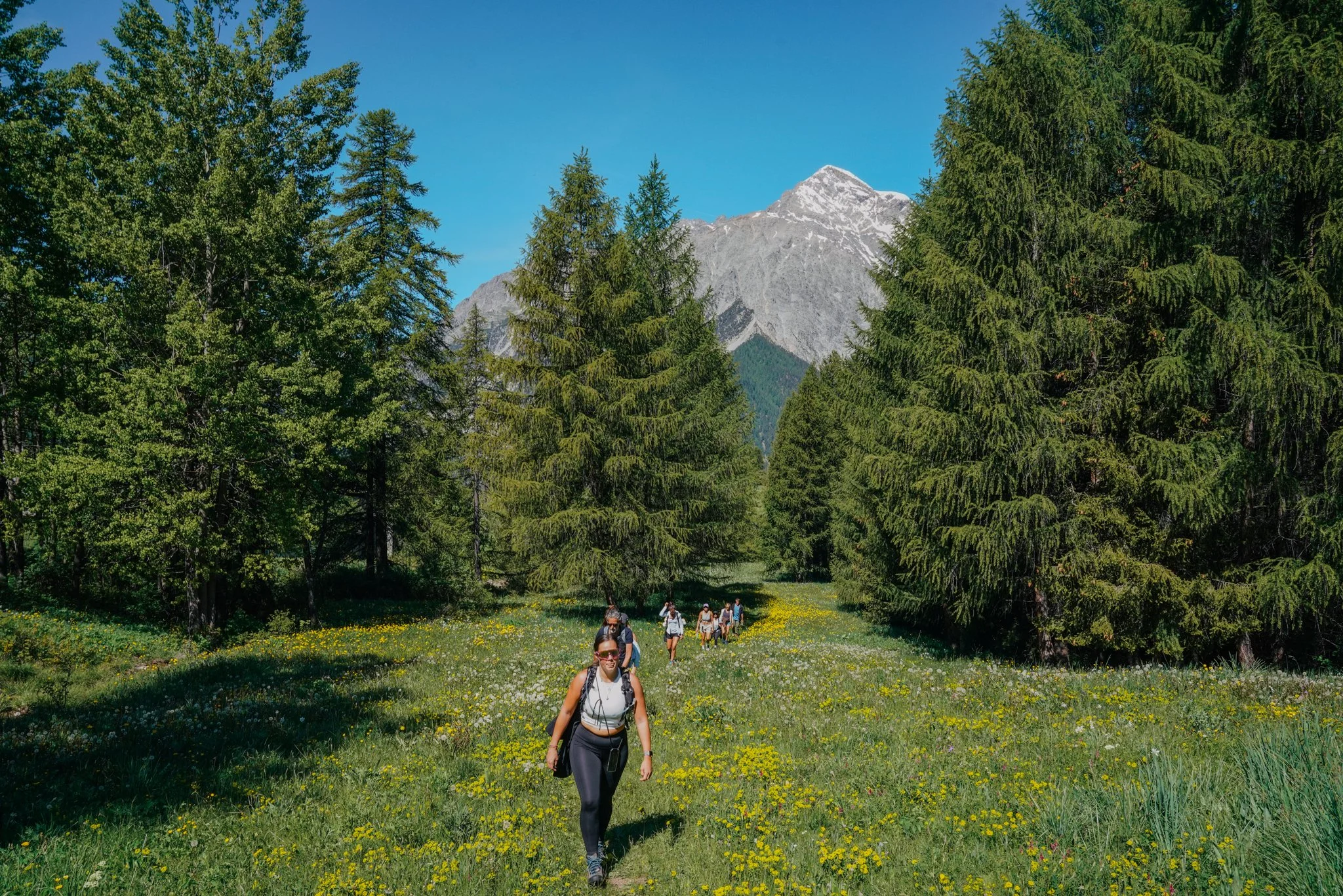 Hikers walking through a mountain meadow with wildflowers, surrounded by pine trees, under a clear blue sky.