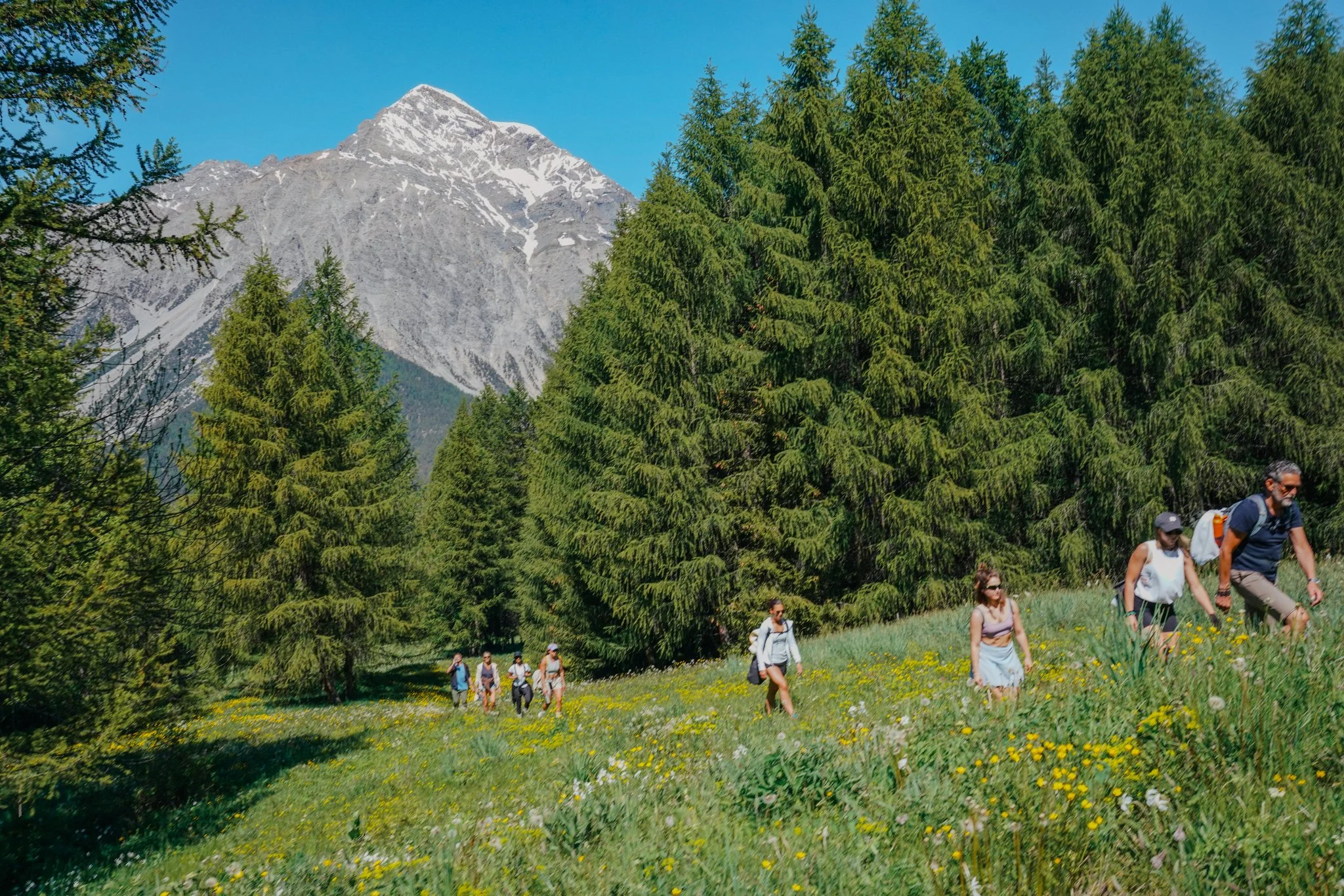 Group of hikers walking through a grassy field with pine trees and a mountain in the background