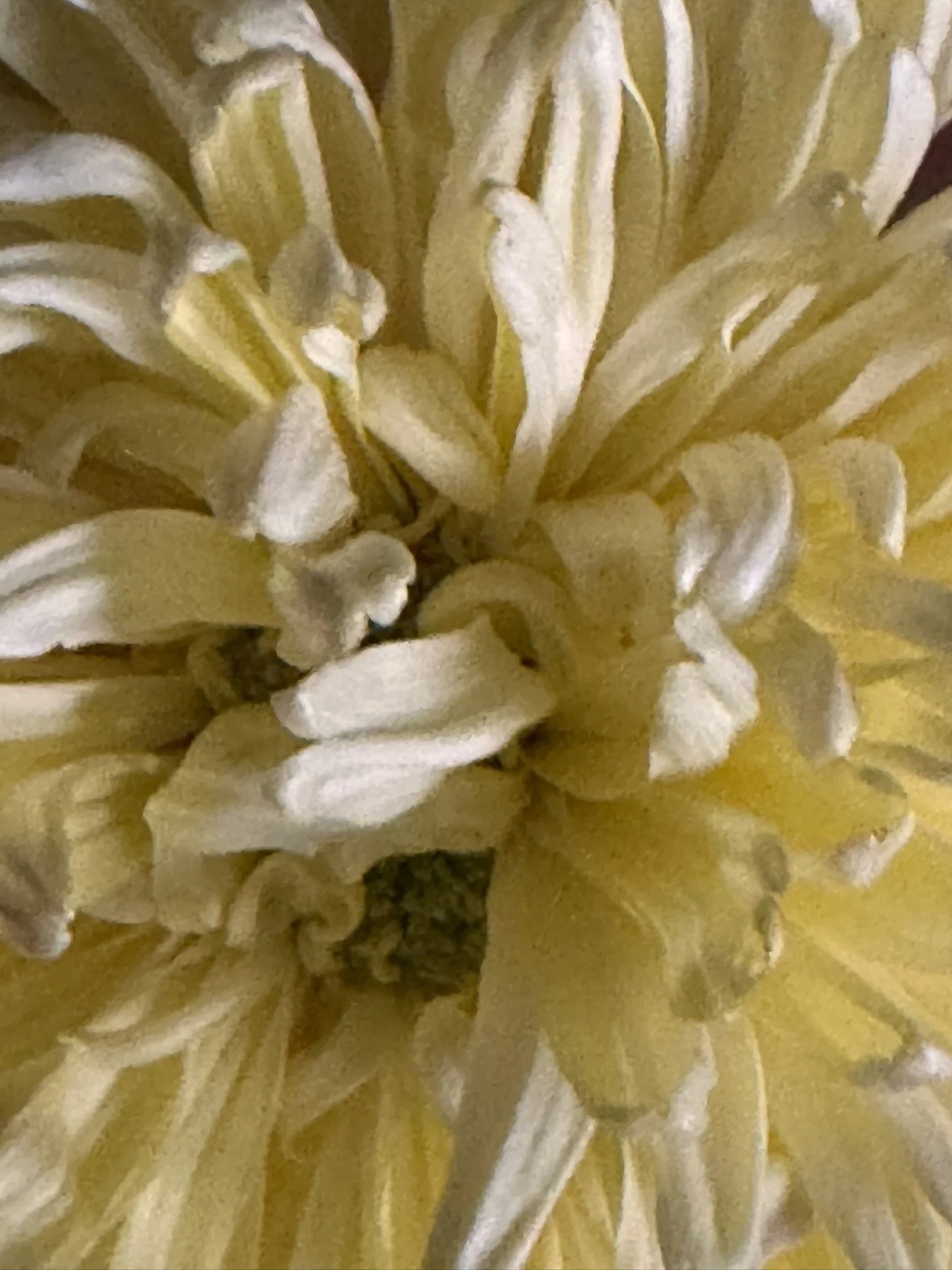 Close-up of a yellow and white flower showing detailed petals and center.