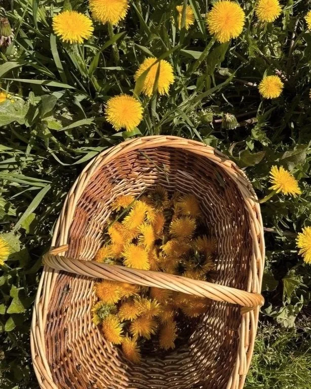 A wicker basket filled with yellow dandelion flowers is placed among more blooming dandelions and green grass.