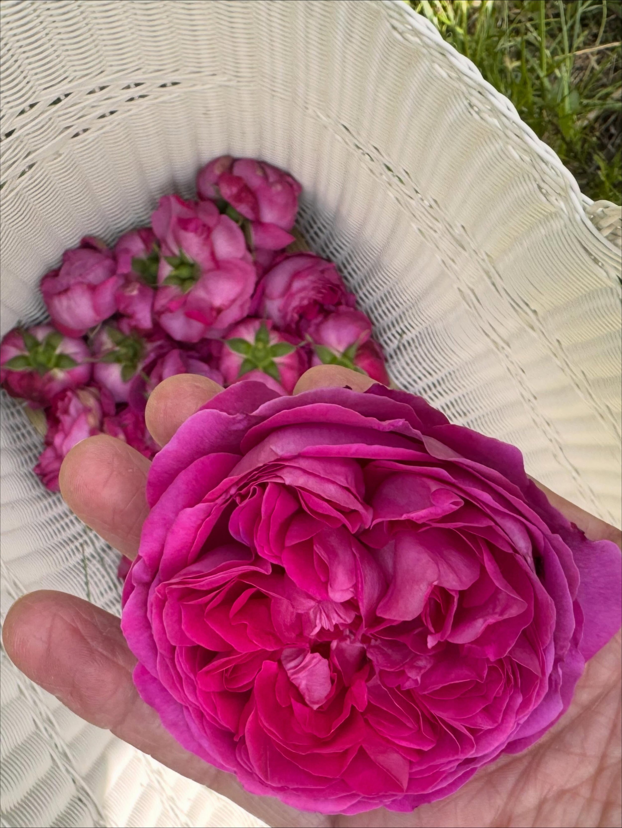 320MHz is the frequency of a Rose. 
Everything is frequency. 
Just spent a Magic Day in this frequency collecting roses for @vegetalprogress  and @chbholisticstudio 🌸
It felt so good to be part of the such an artisanal process and knowing that my fa