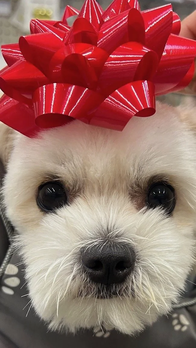 A close-up of a small white dog with big black eyes, wearing a large red decorative bow on its head.