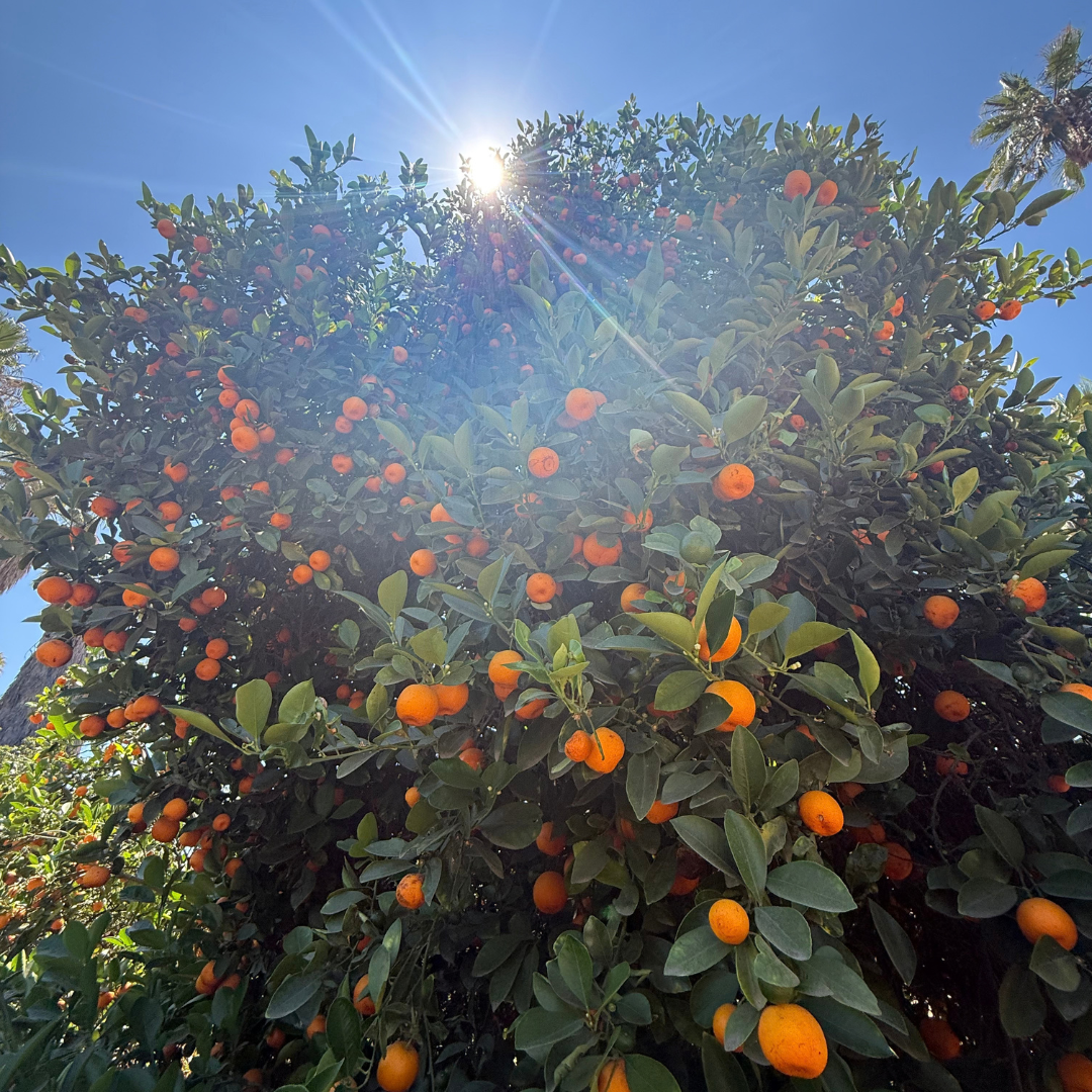 California Citrus Park (2).png