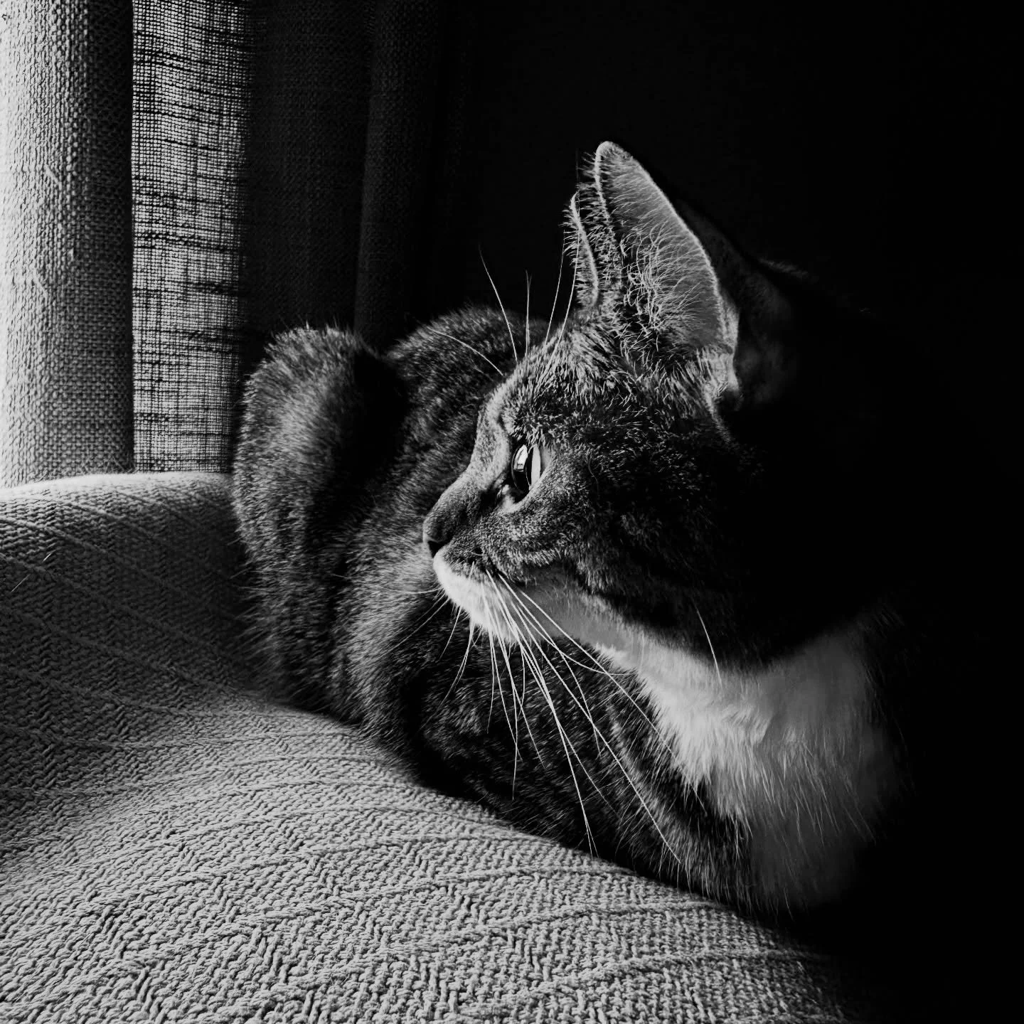 Something so small, just open.

Outside of using their murder mittens, most cats are just furry meditation masters in training.

Nowhere to go, nothing to do.
Just rest in the present moment.

Until&hellip;

Mouse mind comes along.