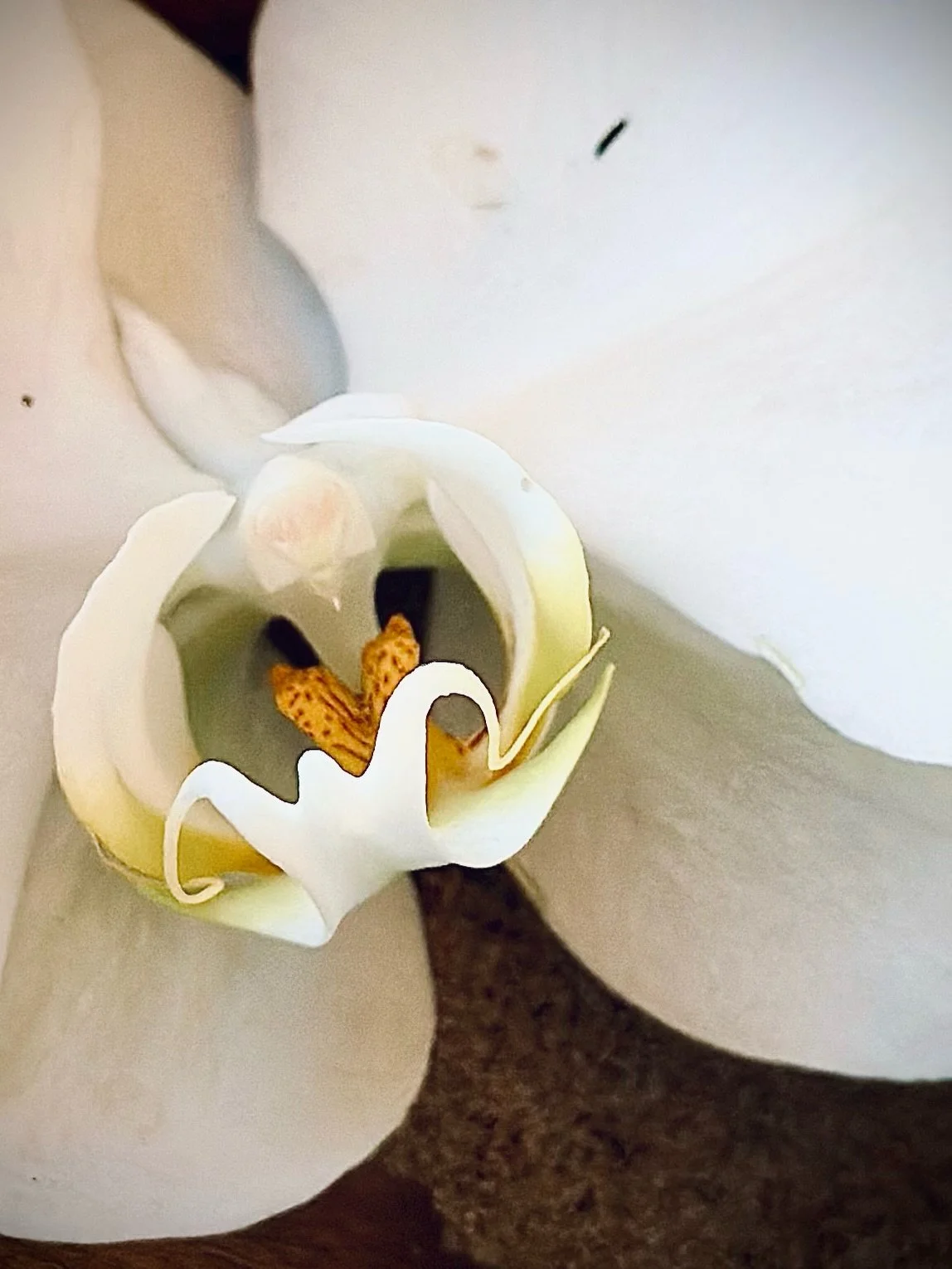 orchid_study*3
notice what is in front of you
offered