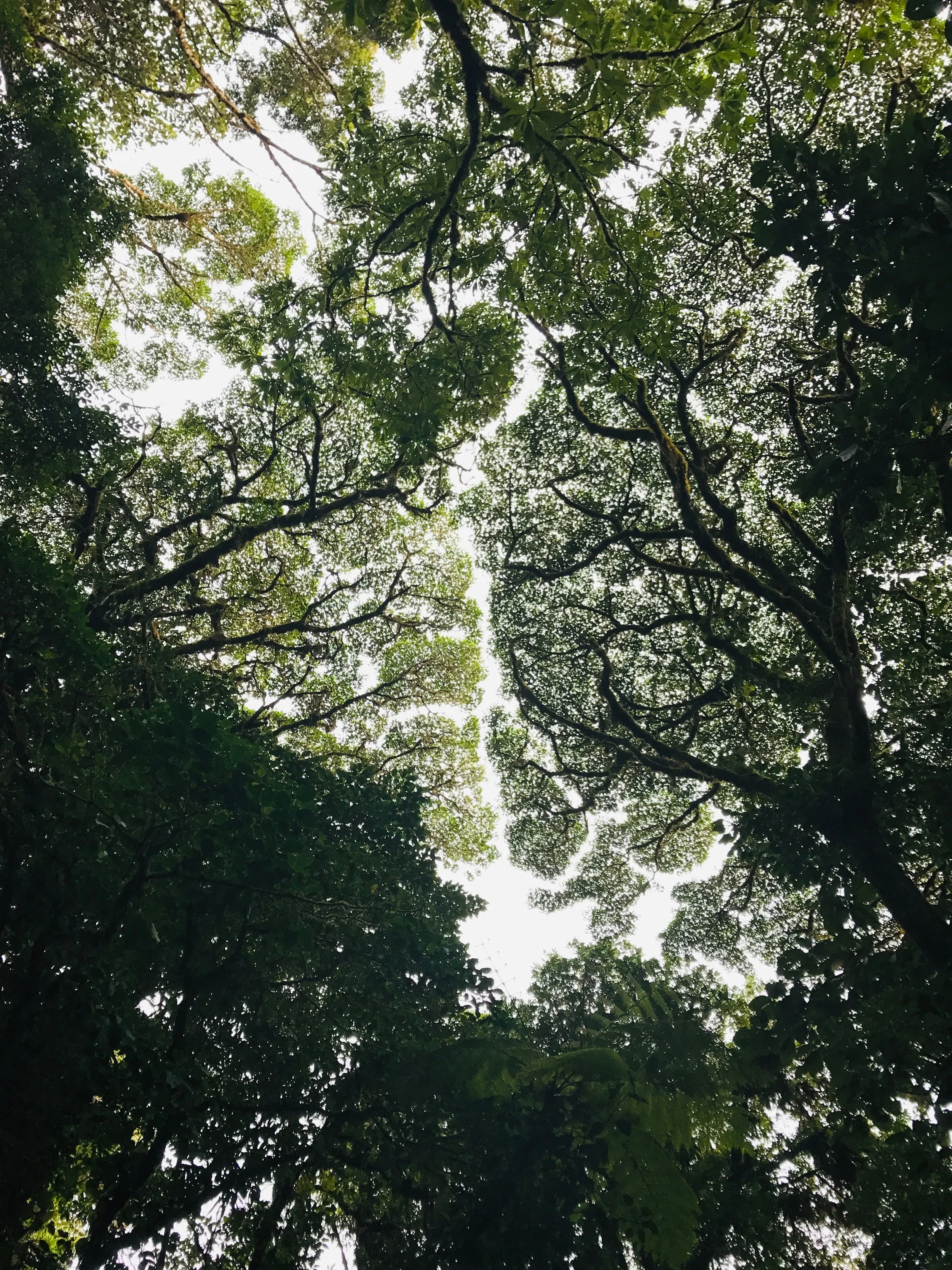 Looking up at the canopy of a dense forest with sunlight filtering through the leaves and branches.