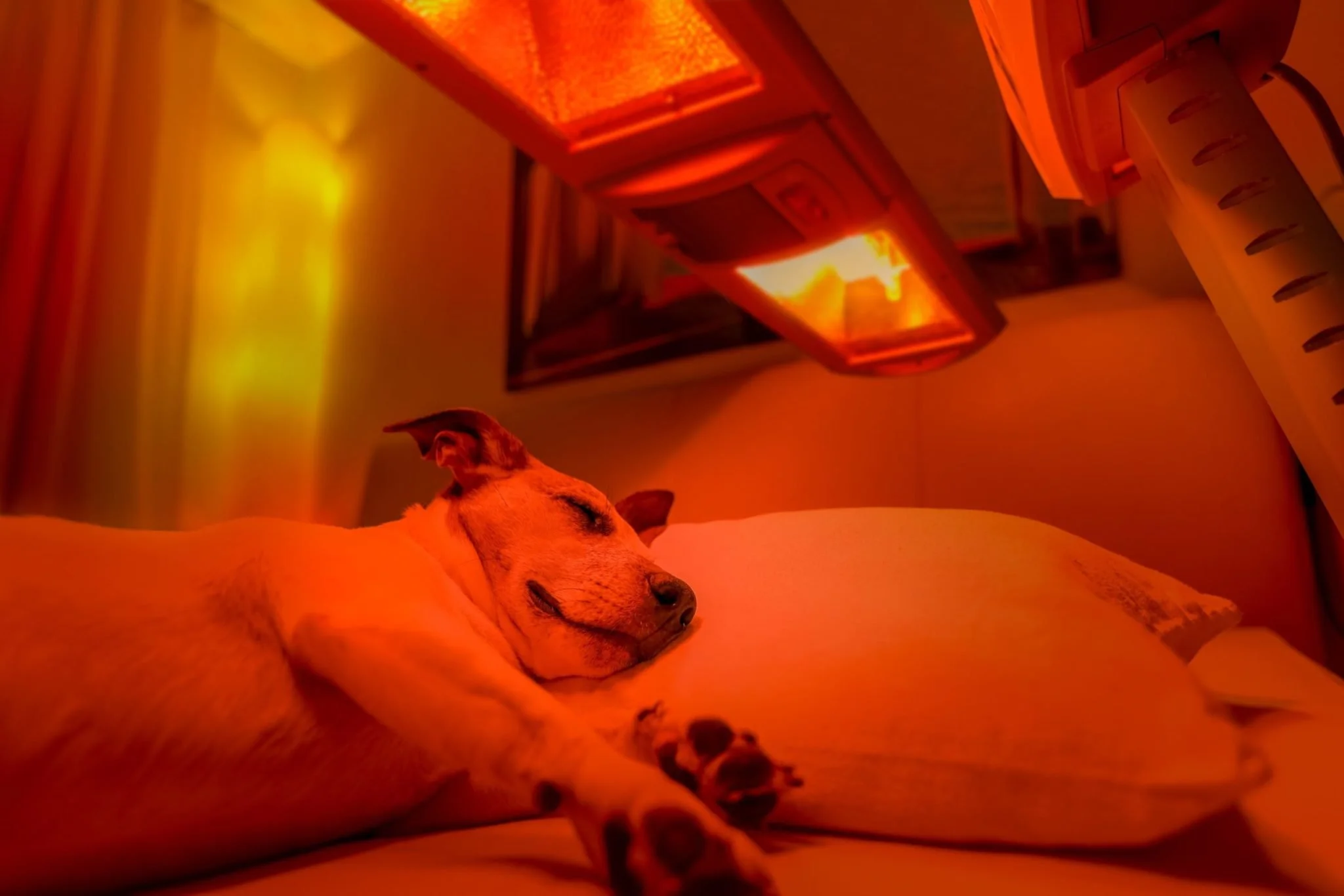 Dog lying on its side, sleeping under infrared heat lamp in a cozy room.