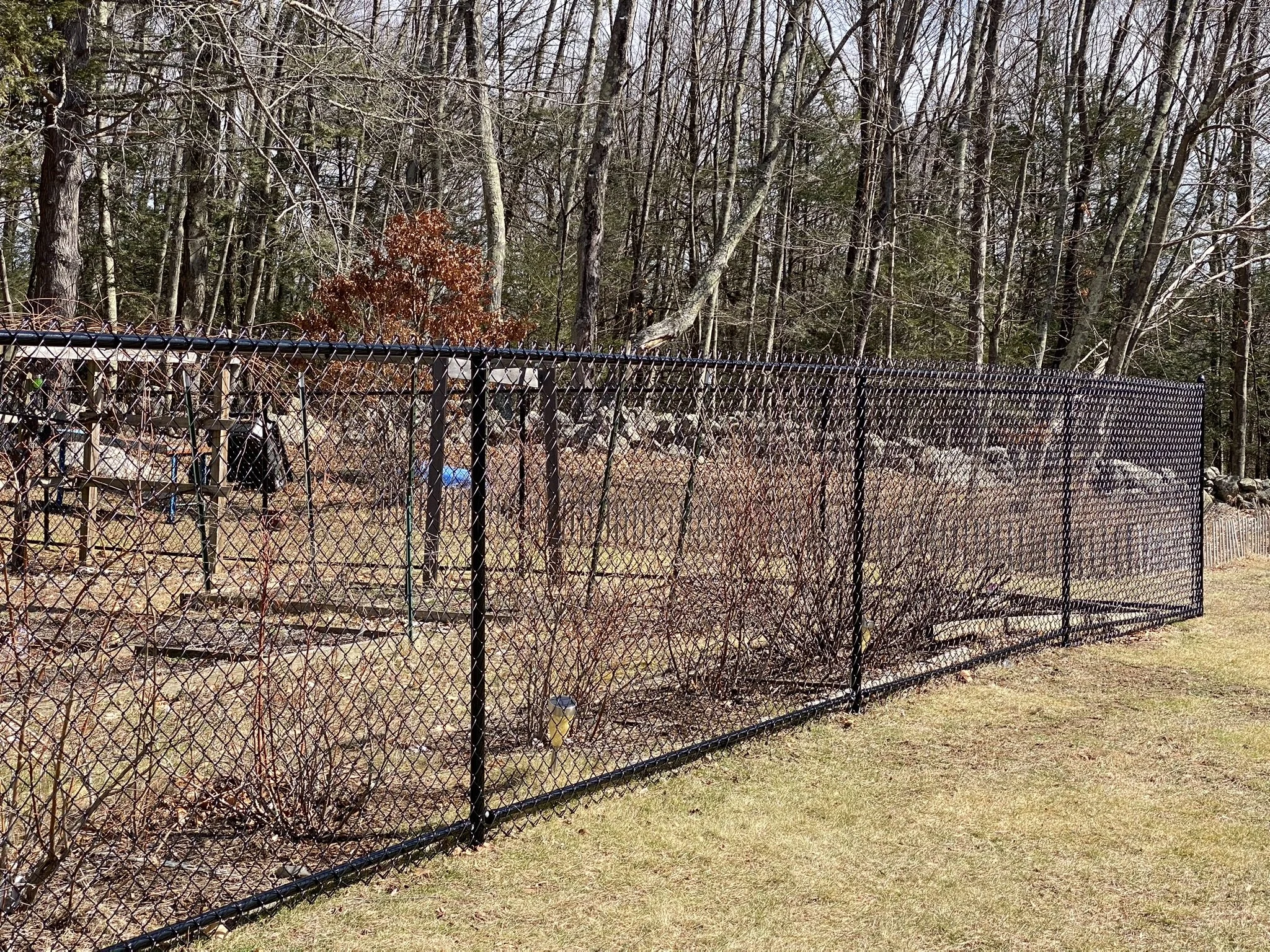 A long black chain-link fence surrounds a yard with leafless trees and outdoor items, backed by a forest of tall trees in the background.